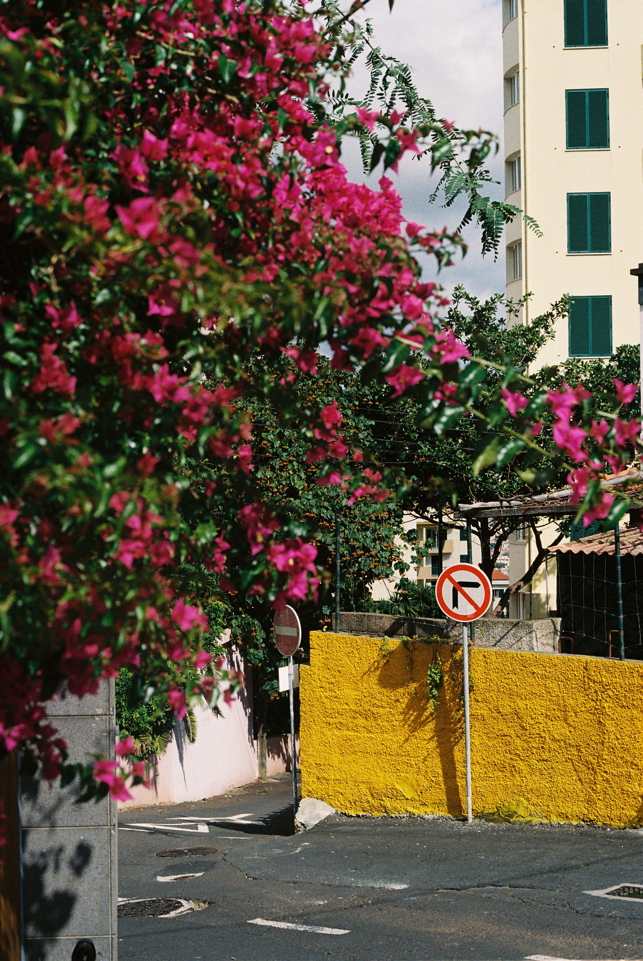 Madeira on film. Portrait photographer in Madeira — Marina Shtukina