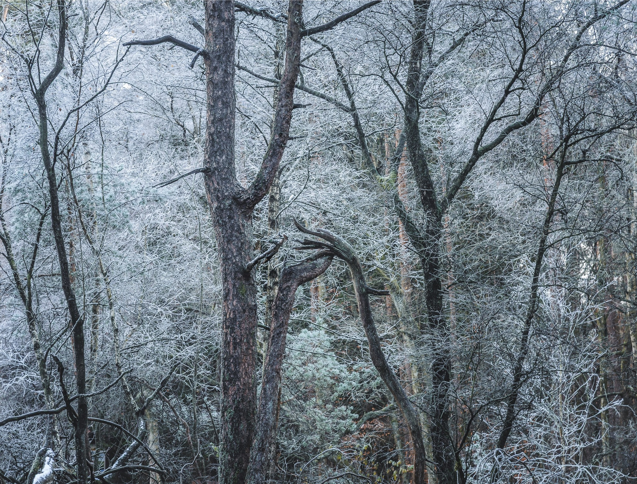 Woodlands. Nature Photographer and Videographer from Germany