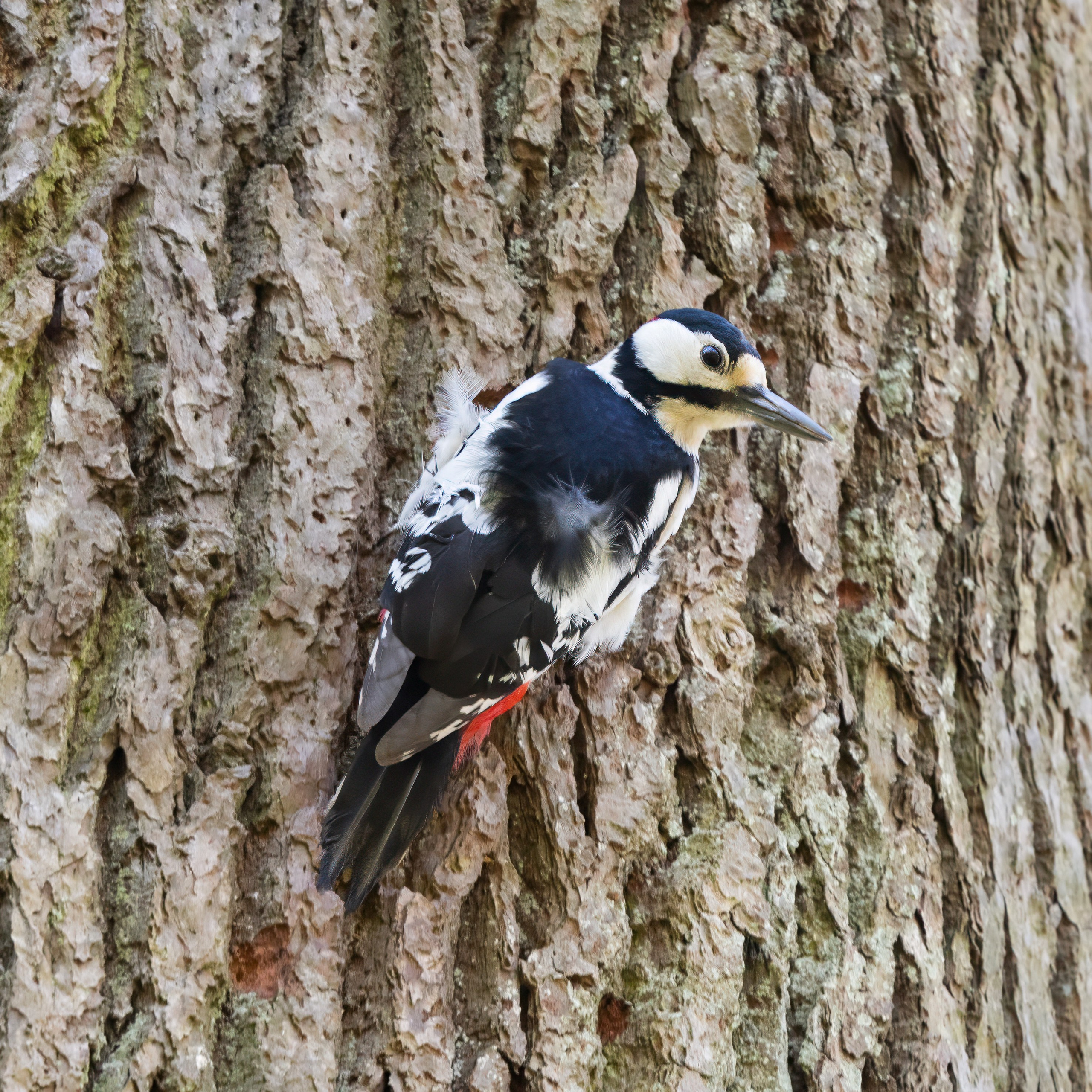 Forår. Fotograf Aarhus | Portrætfoto Århus | Flotte billeder