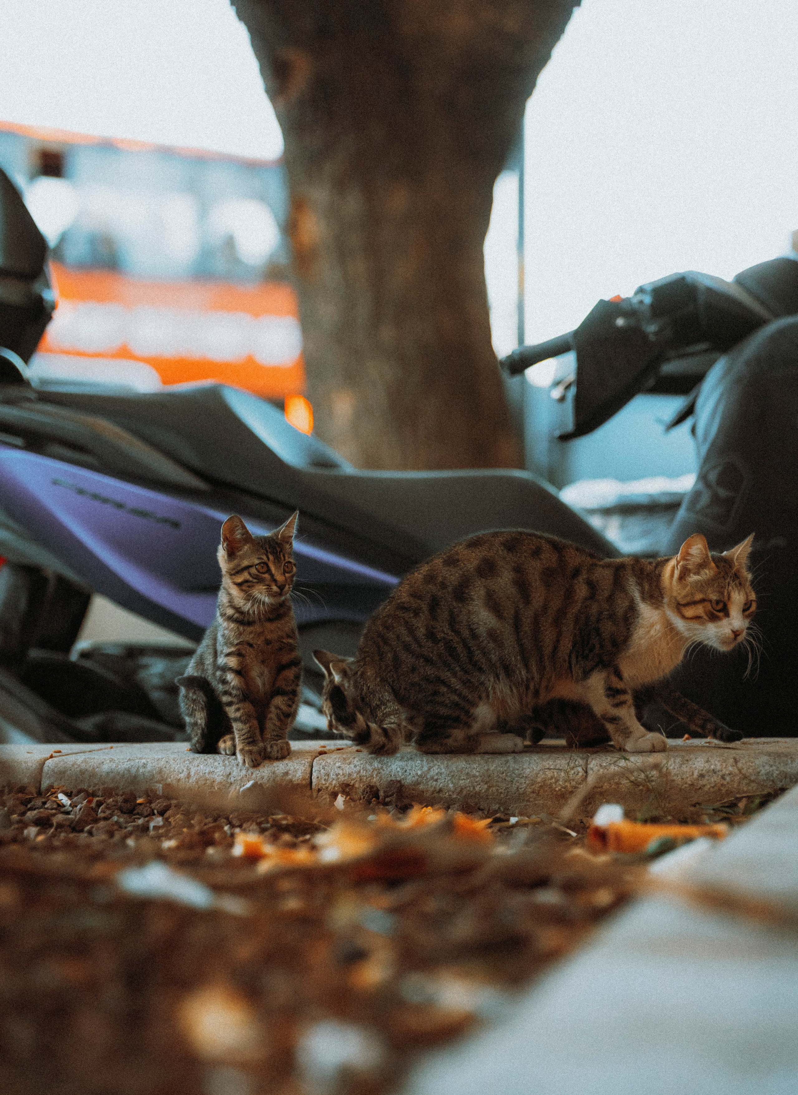 СТАМБУЛ. Стрит-фотография, полная абсурда, идиотизма и красоты