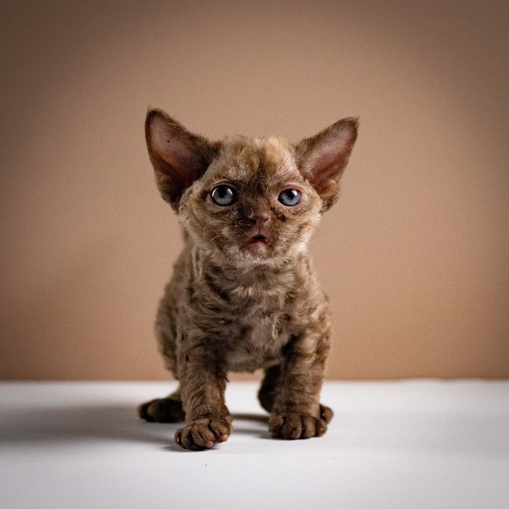 Olivia, girl, born 02.08.26. Devon Rex Pixie Cattery