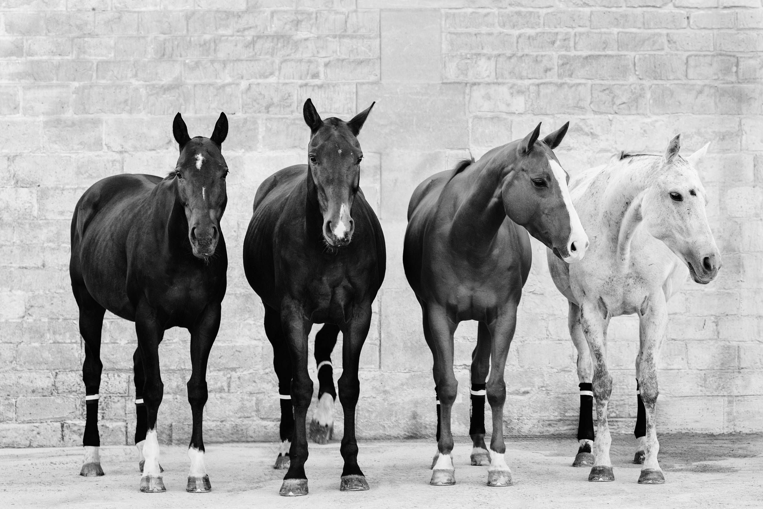 Portfolio de photographie équestre | Chevaux en France