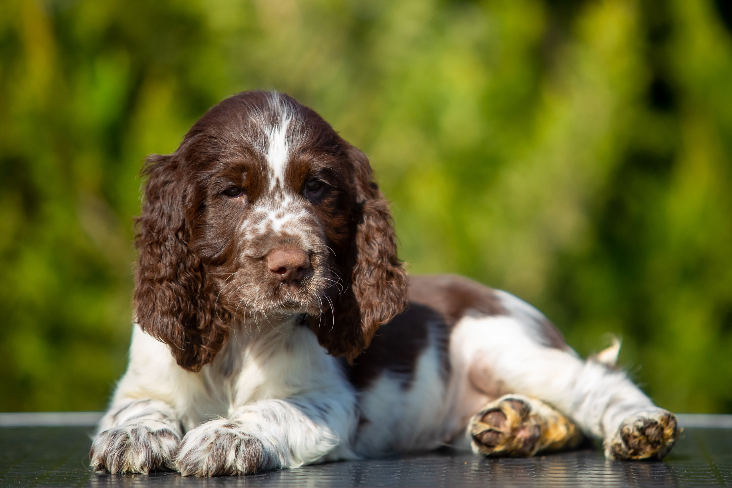 Female — Pink collar 💗. Website of the titled stud dog of the Springer Spaniel breed