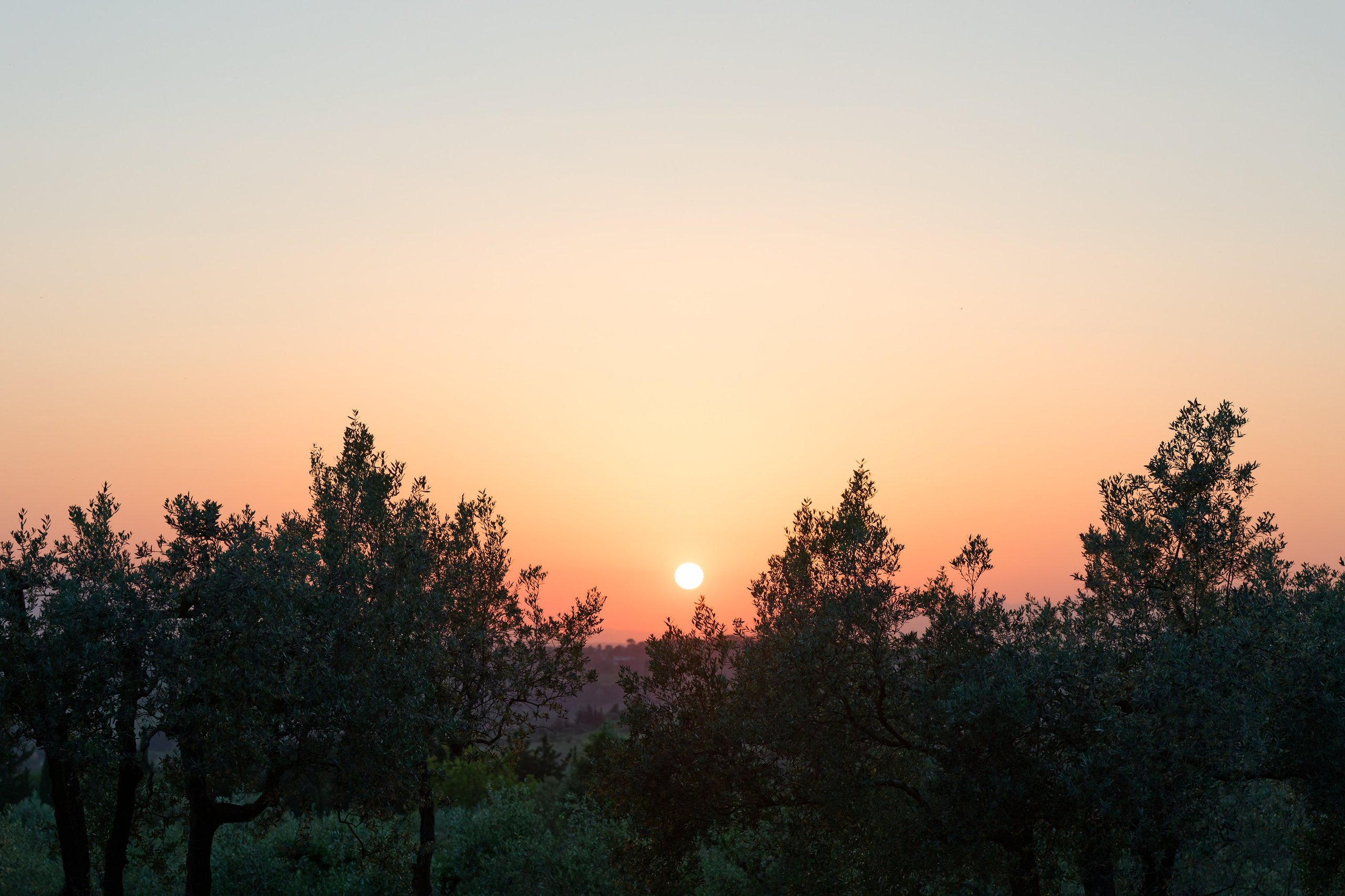 Wedding at Antica Fattoria di Paterno PREVIEW. Destination Wedding Photographer — Nikita Burtsev