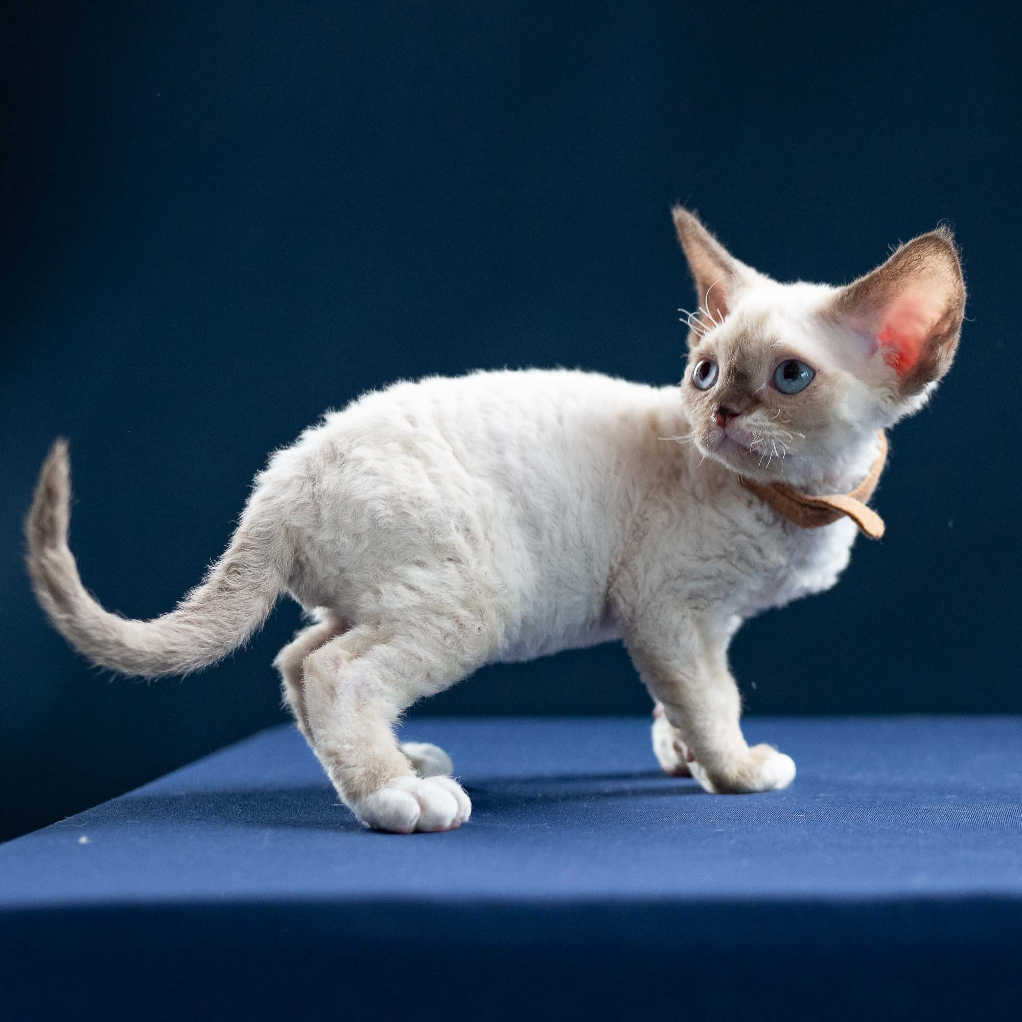 Indy, boy, born 06.01.2025. Devon Rex Pixie Cattery