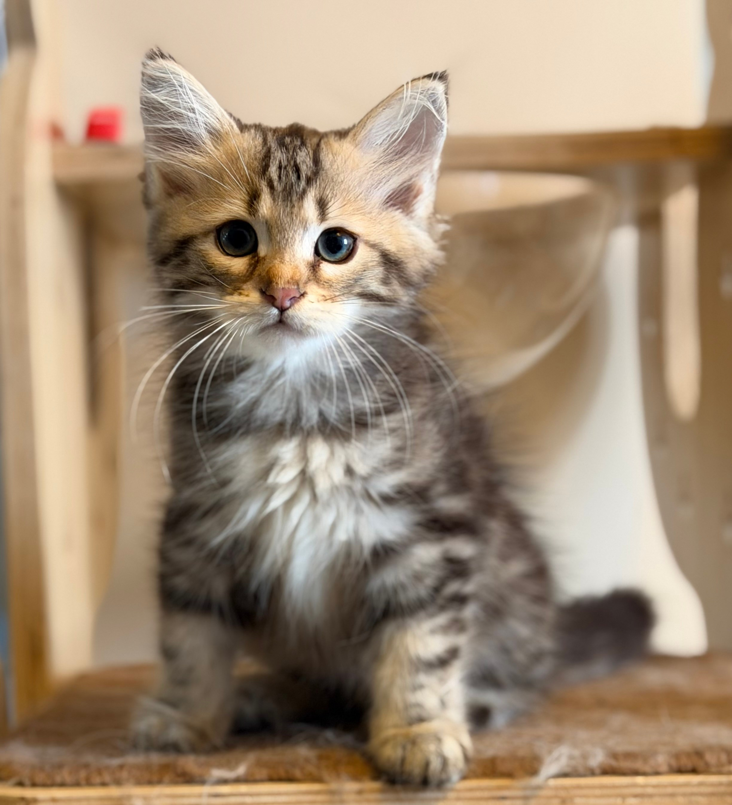 Reserved-Dexter - Brown Classic Tabby Male 