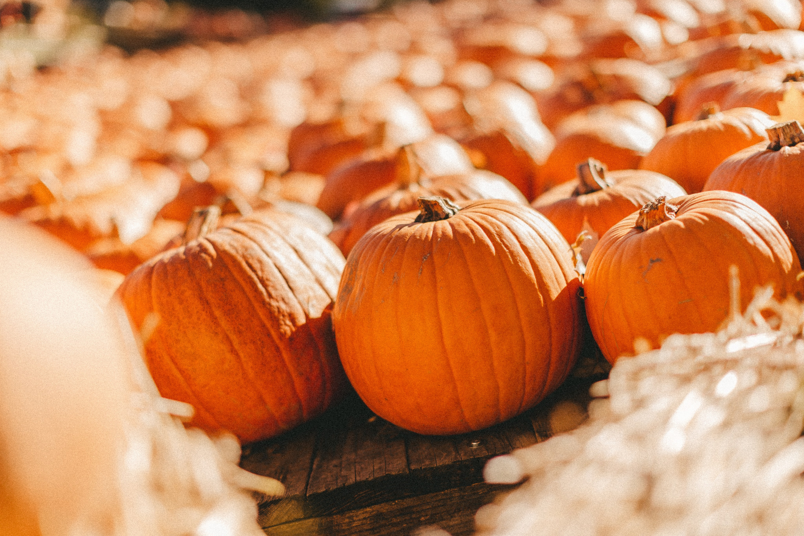 Фестиваль тыкв в Людвигсбурге. Фотограф в Германии — Мария Чистякова