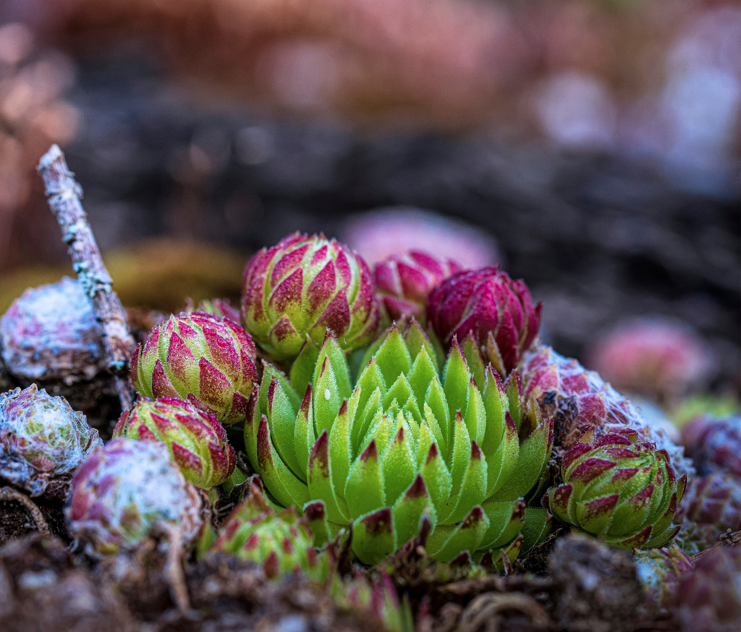 МИКРОКОСМОС РАСТЕНИЙ PLANT MICROCOSM. LUKIN IGOR Photography