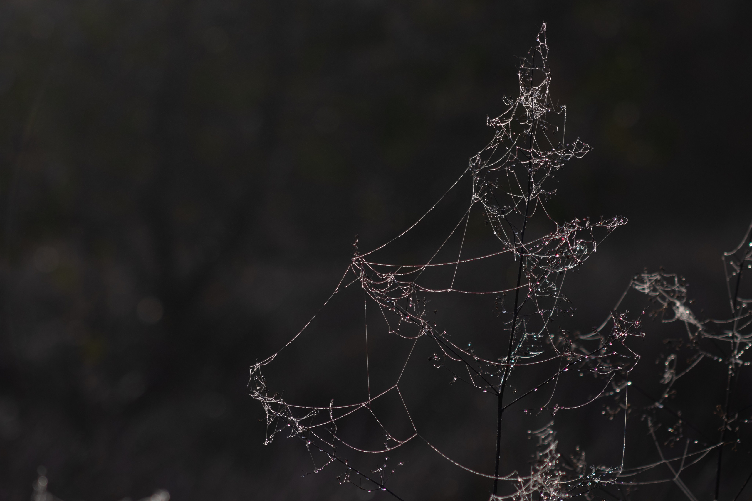 Nature. Portrait and Street photographer in Vilnius Edgar Shaipunas