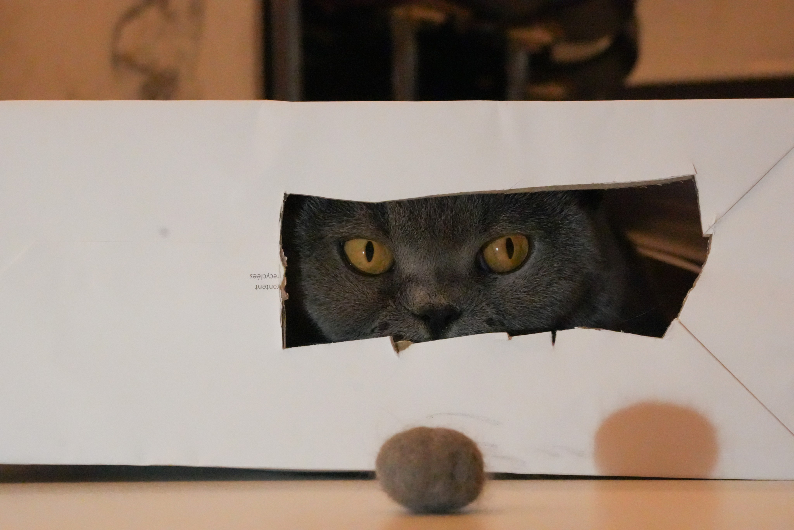 Pets. Shuttergry Photography