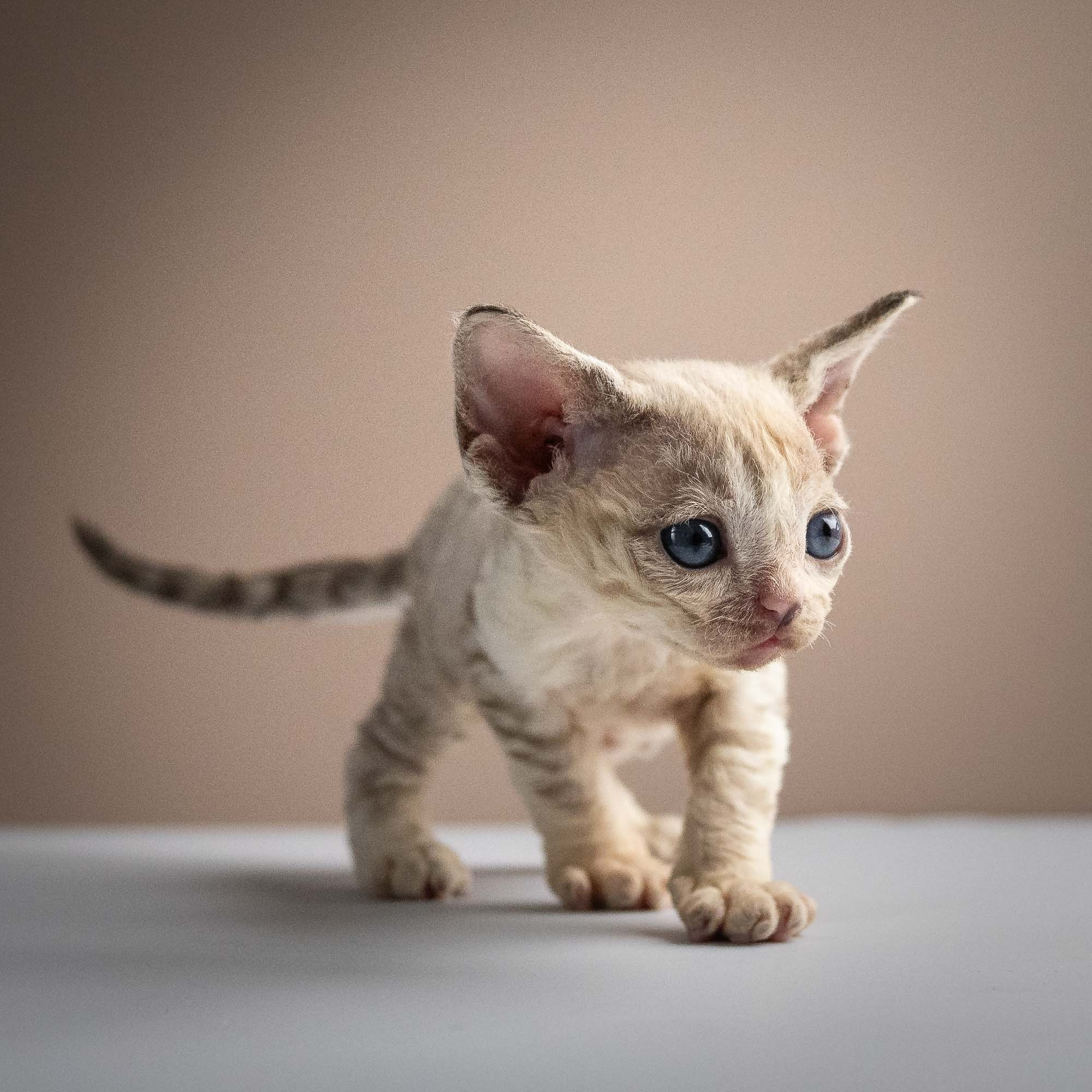 Roxie,  girl, born 05.08.26. Devon Rex Pixie Cattery