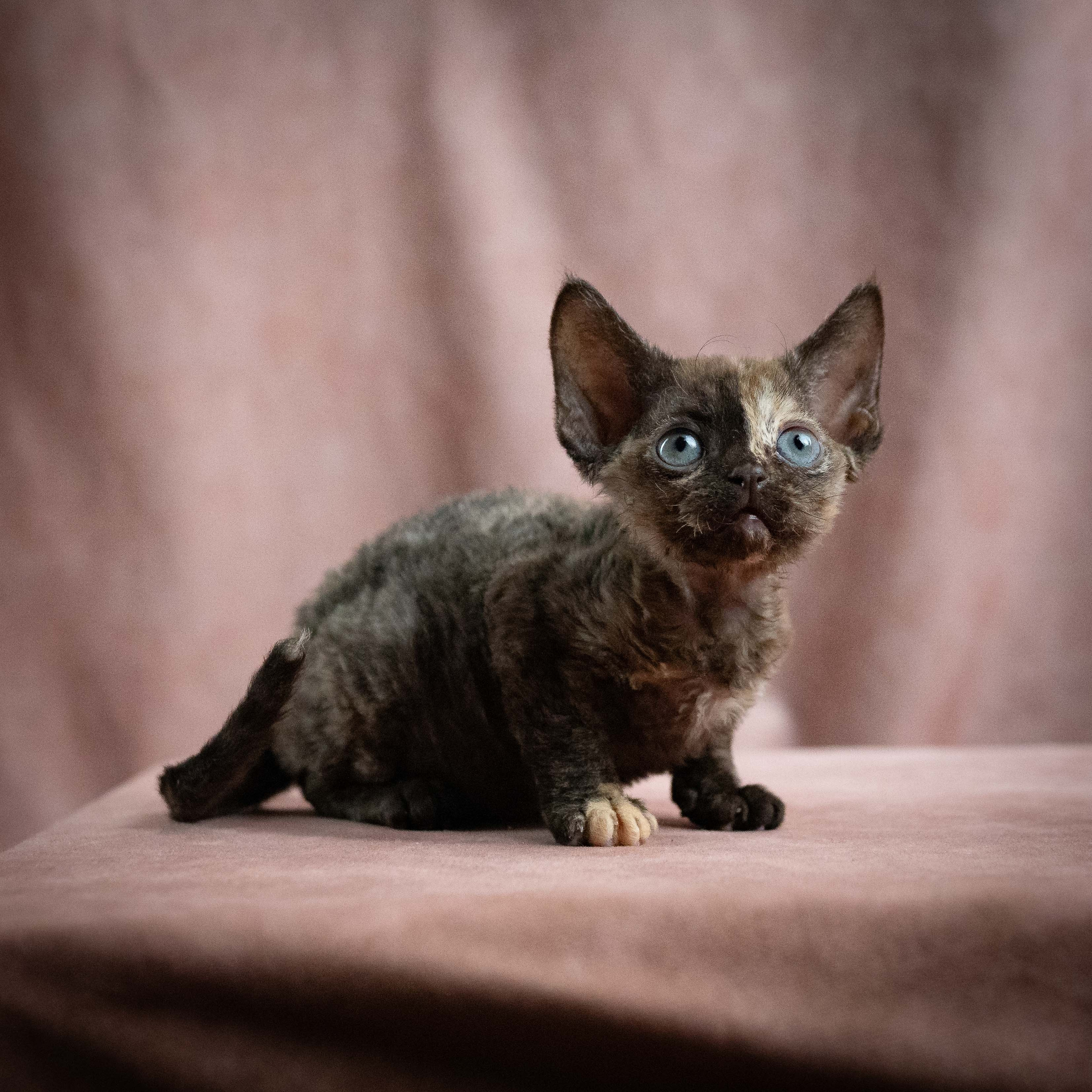 Mocha, girl, born 01.15.26. Devon Rex Pixie Cattery
