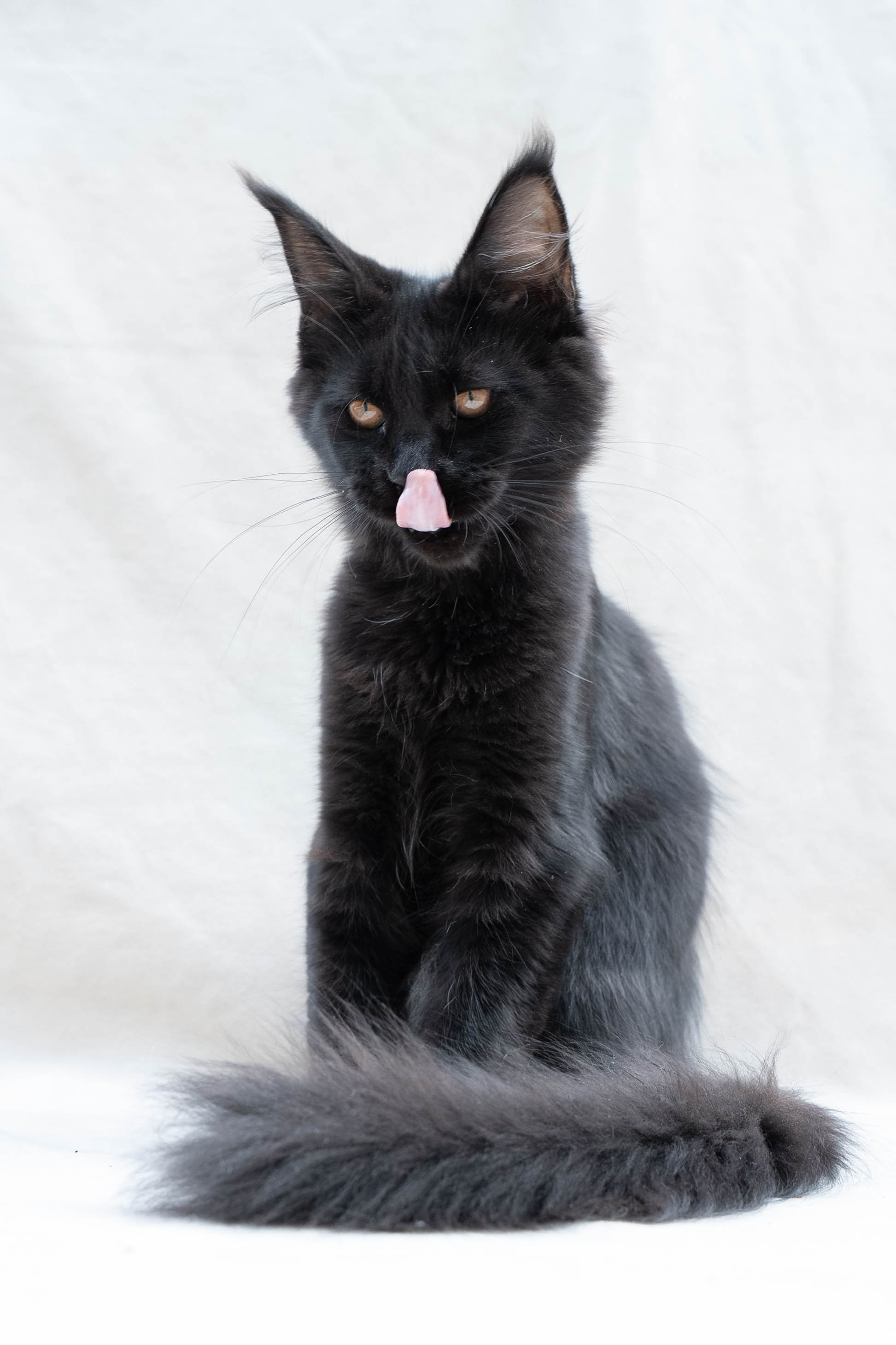 Senator Meliora. Senator Cat — Maine Coon cattery