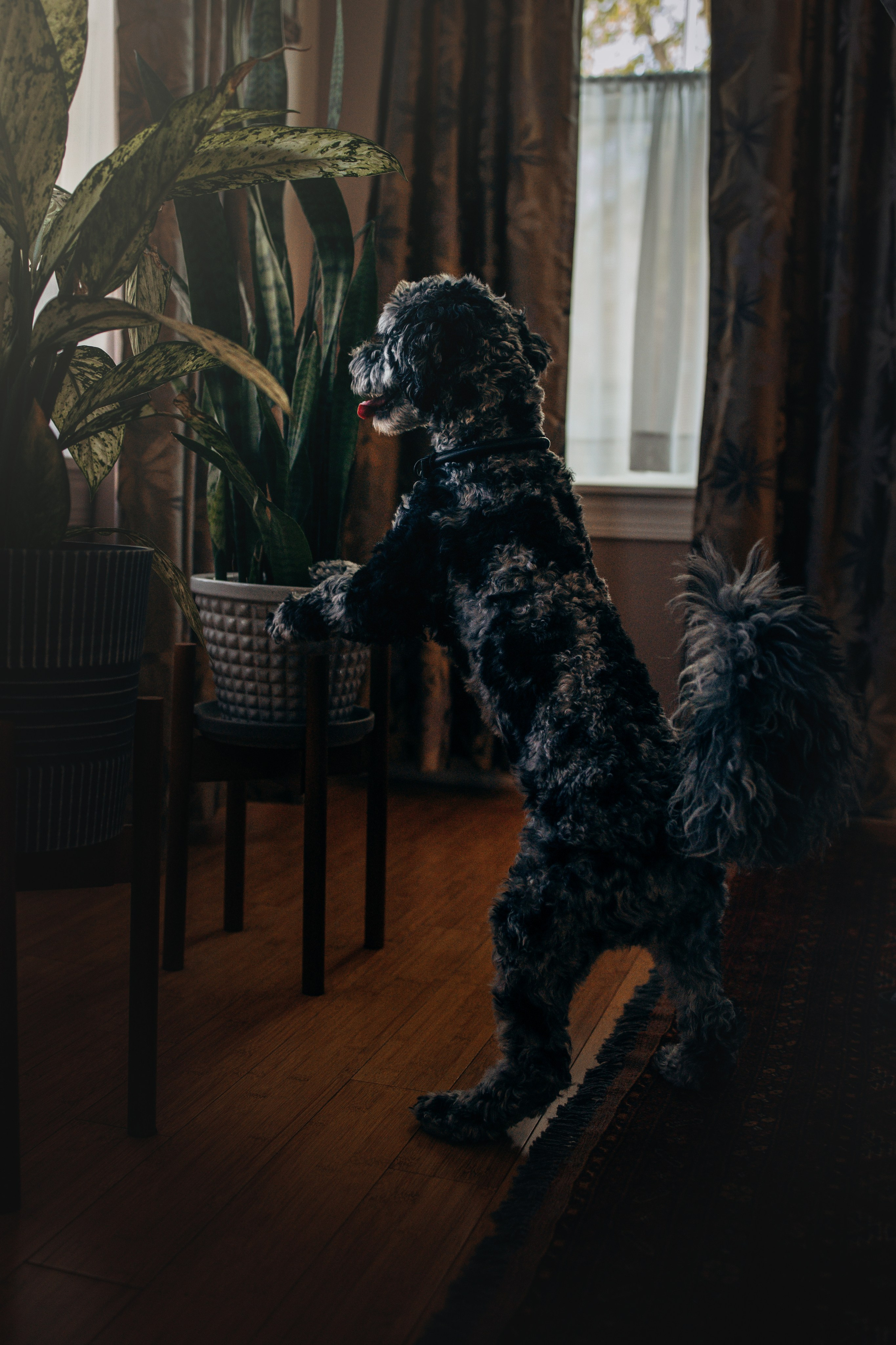 Ace. Pet Photographer Viktoriya Aleshenko