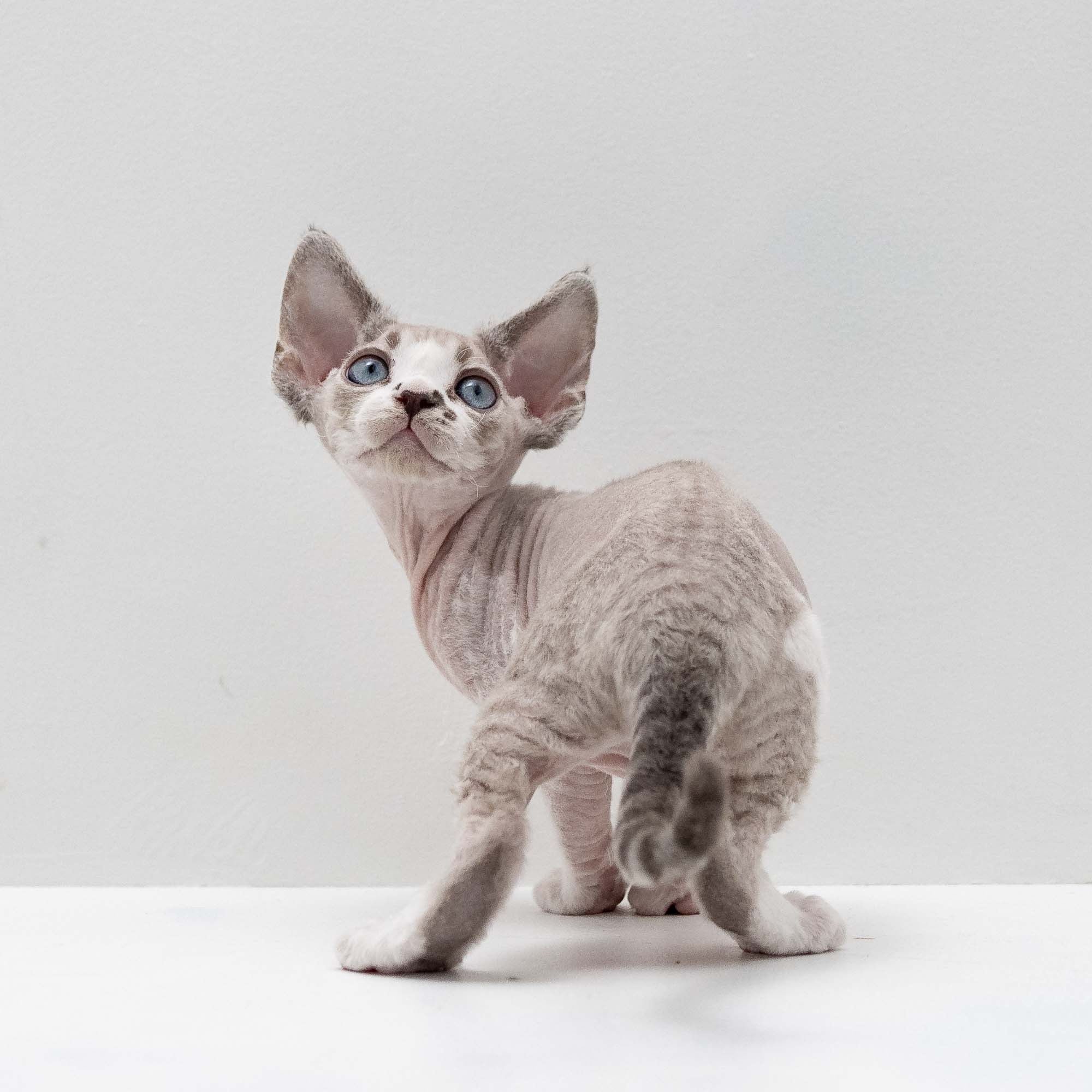Frank, boy, born on 01.01.25. Devon Rex Pixie Cattery