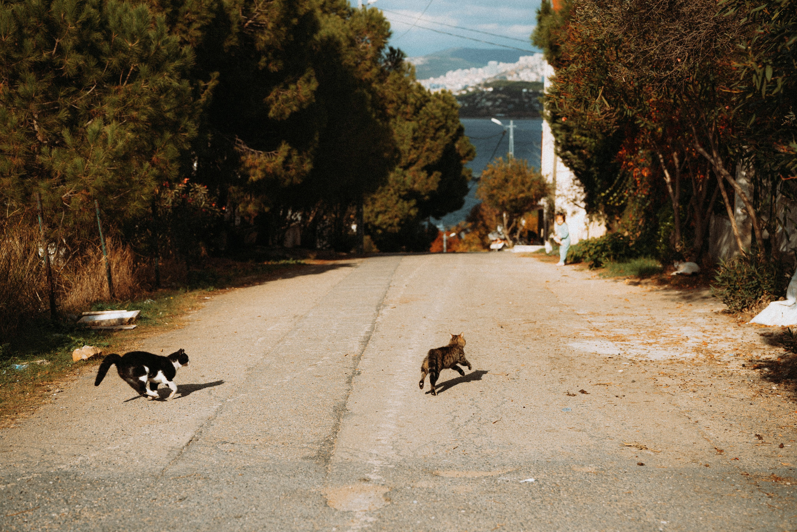 СТАМБУЛ. Стрит-фотография, полная абсурда, идиотизма и красоты