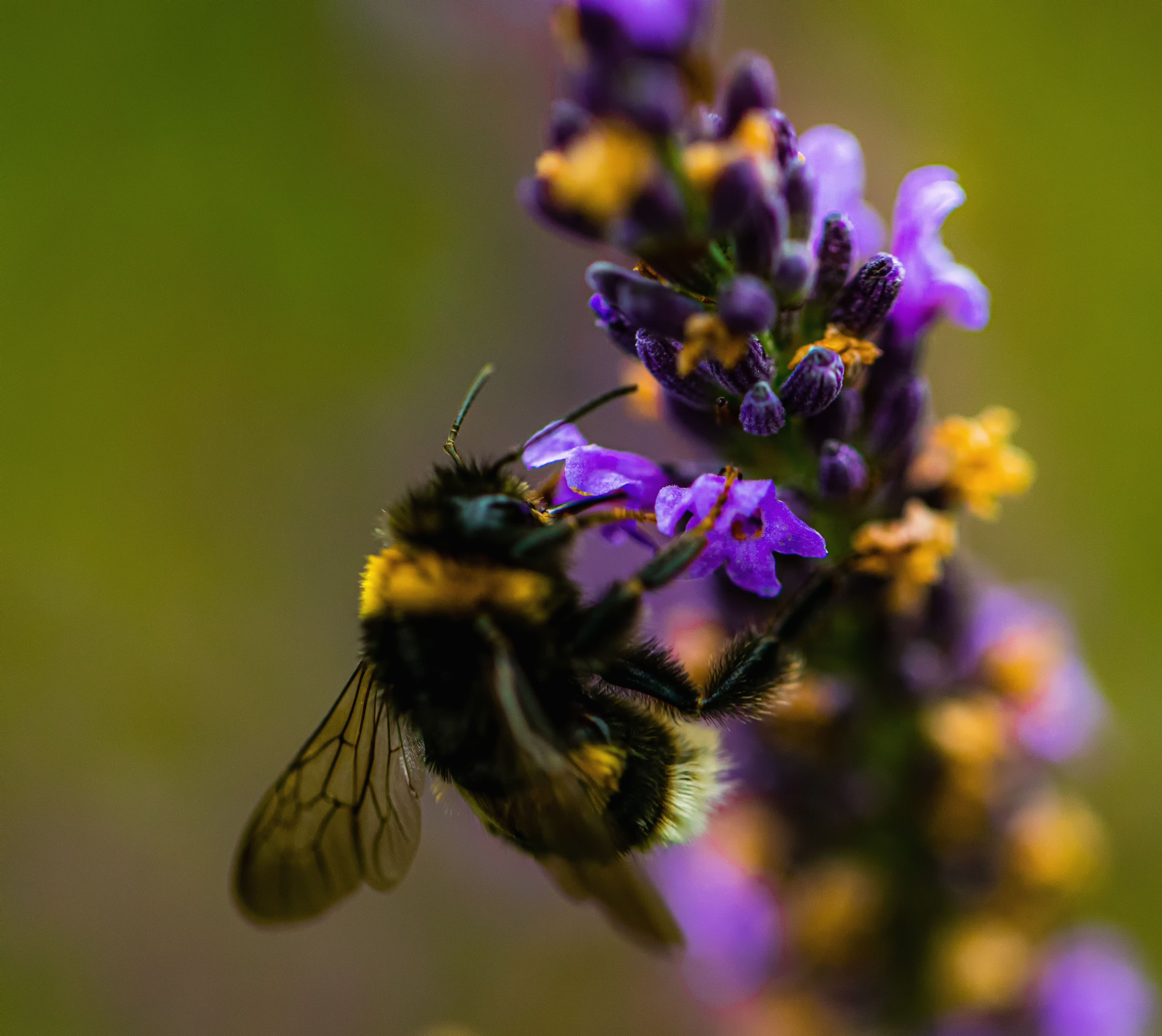 КРЫЛАТЫЕ НАСЕКОМЫЕ. LUKIN IGOR Photography