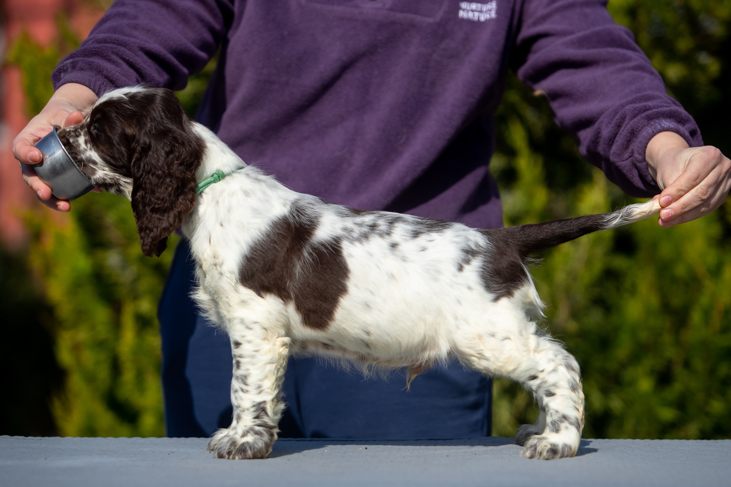 Male — Blue collar 💙. Website of the titled stud dog of the Springer Spaniel breed