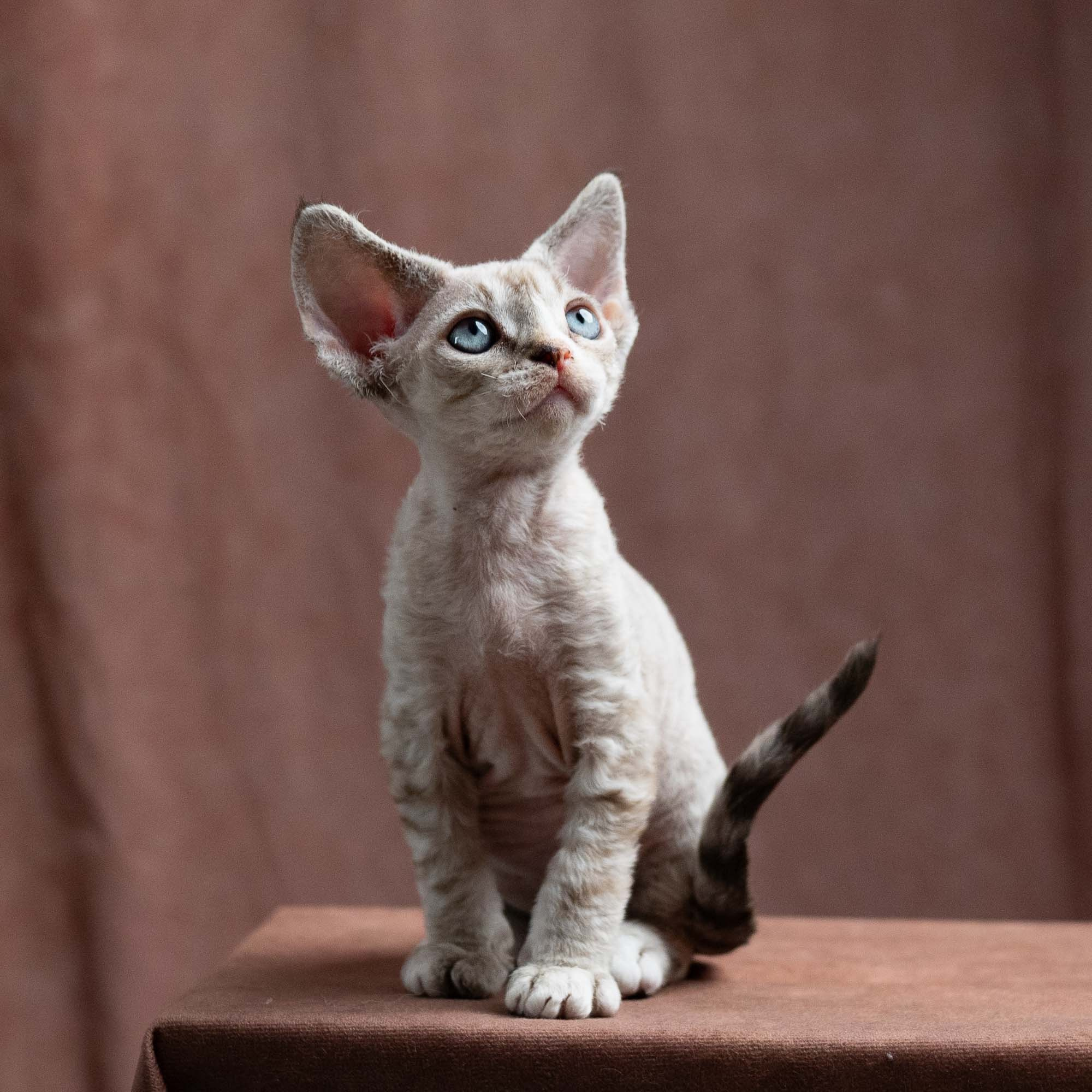 Fuzzy, boy, born on 01.01.25. Devon Rex Pixie Cattery