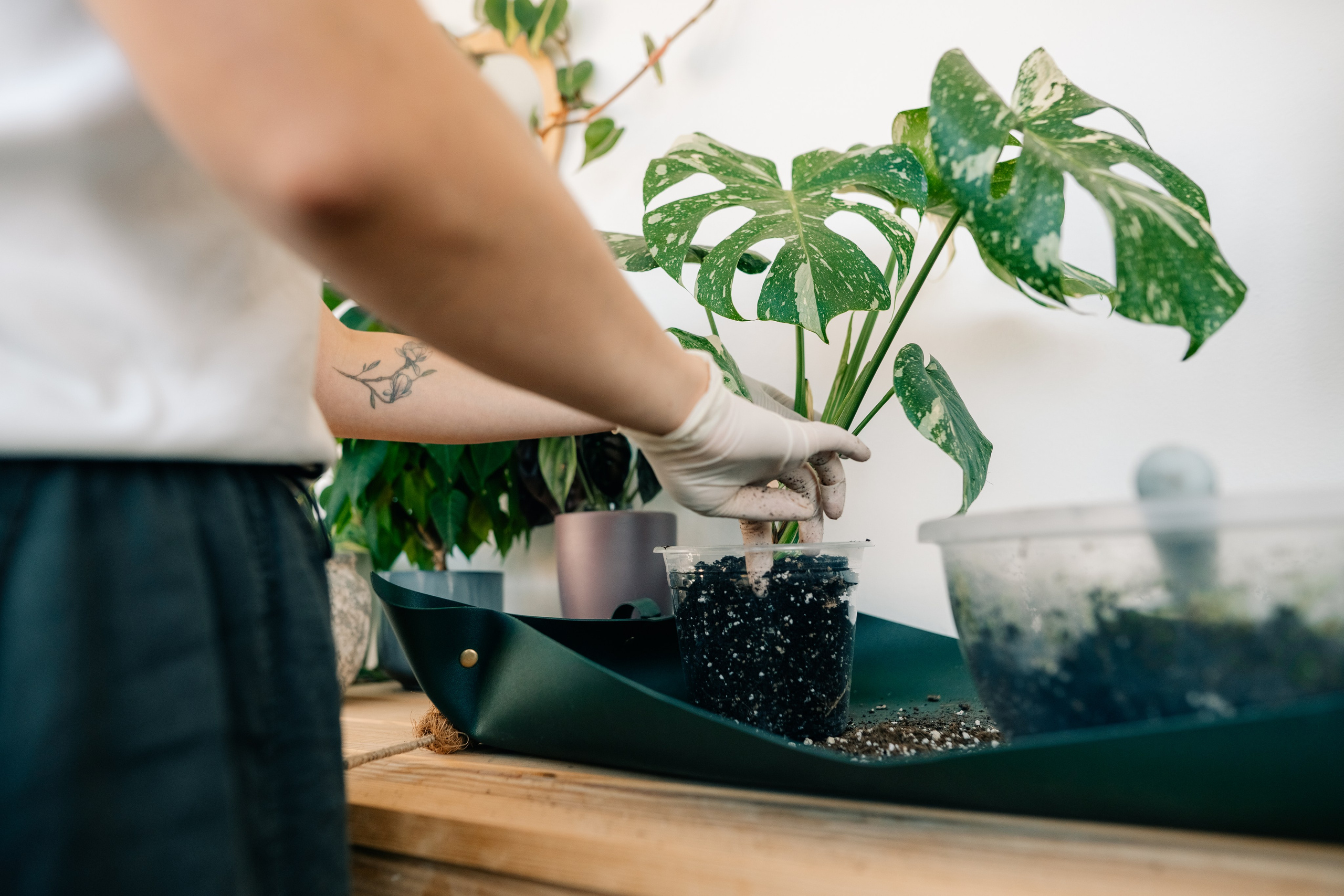 No Drama Plants. Maria Sher. Fotógrafa profissional do Porto, Portugal