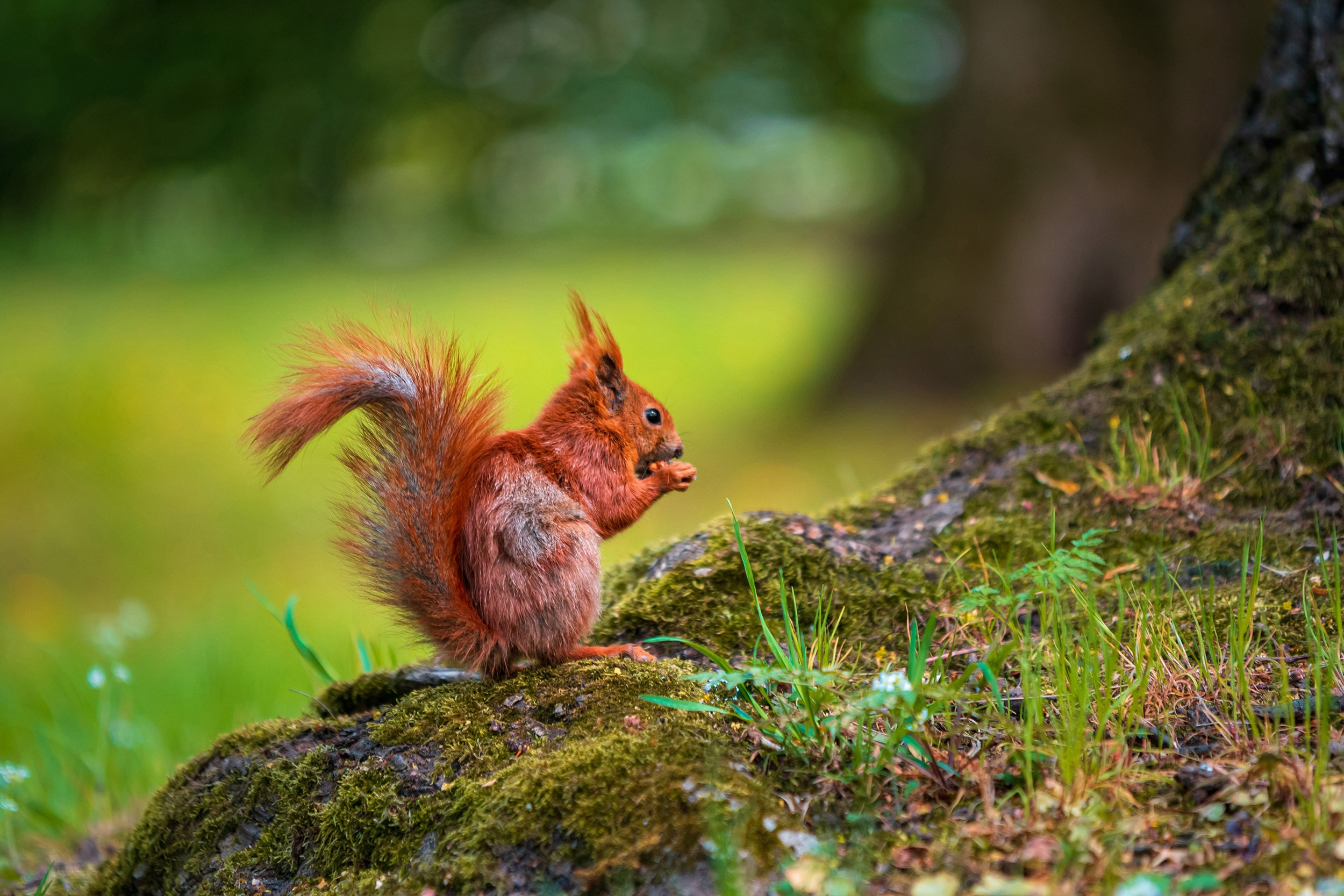 Royal Baths Park — Warsaw. Photographer in Yerevan