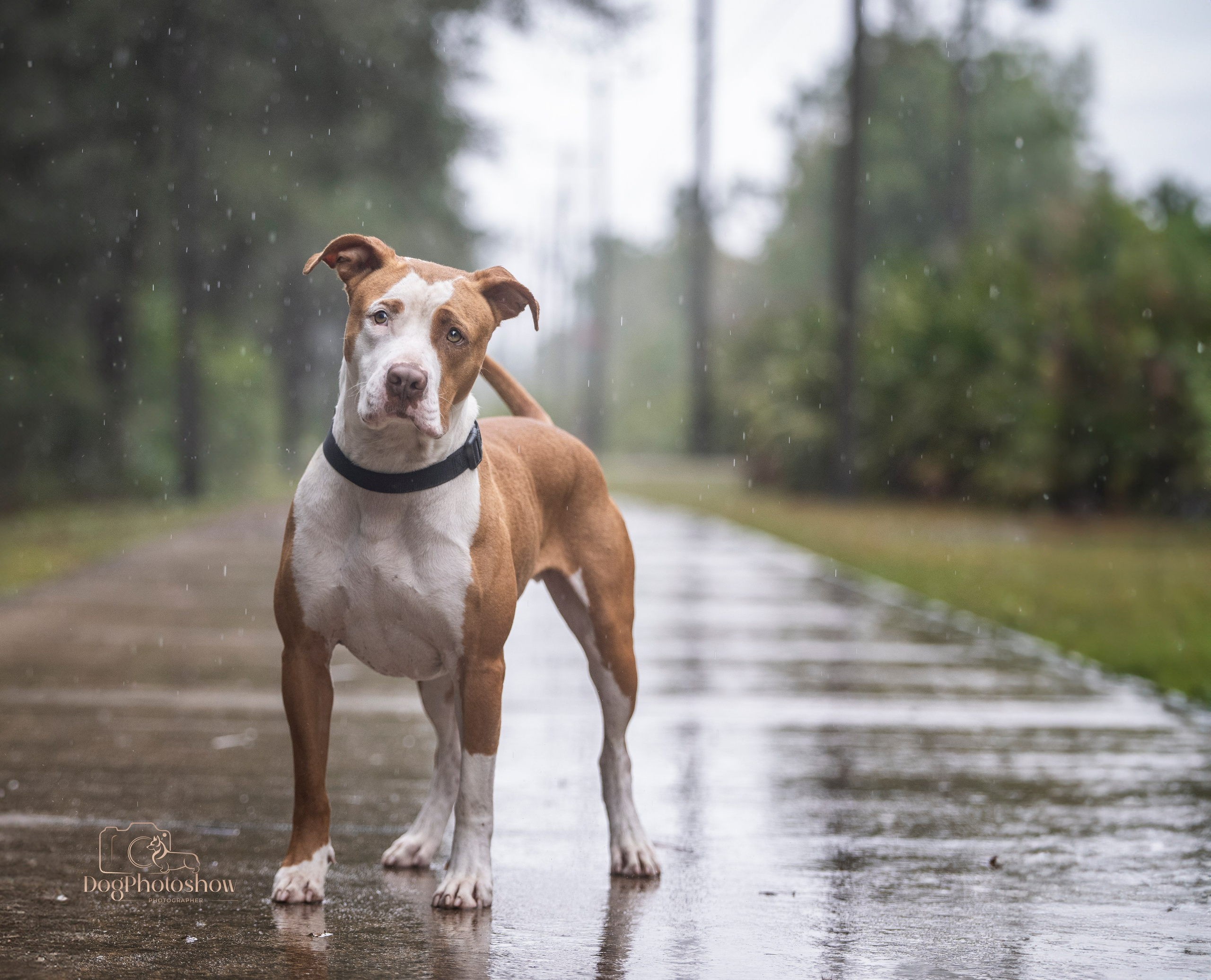 📸 6. Katerina Royter Pet Photographer North Florida