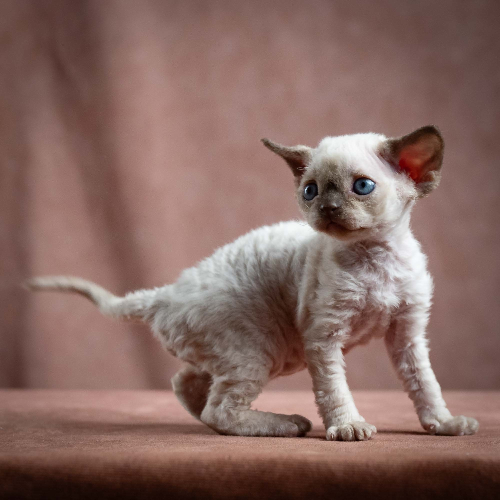 Mila, girl, born 01.15.26. Devon Rex Pixie Cattery