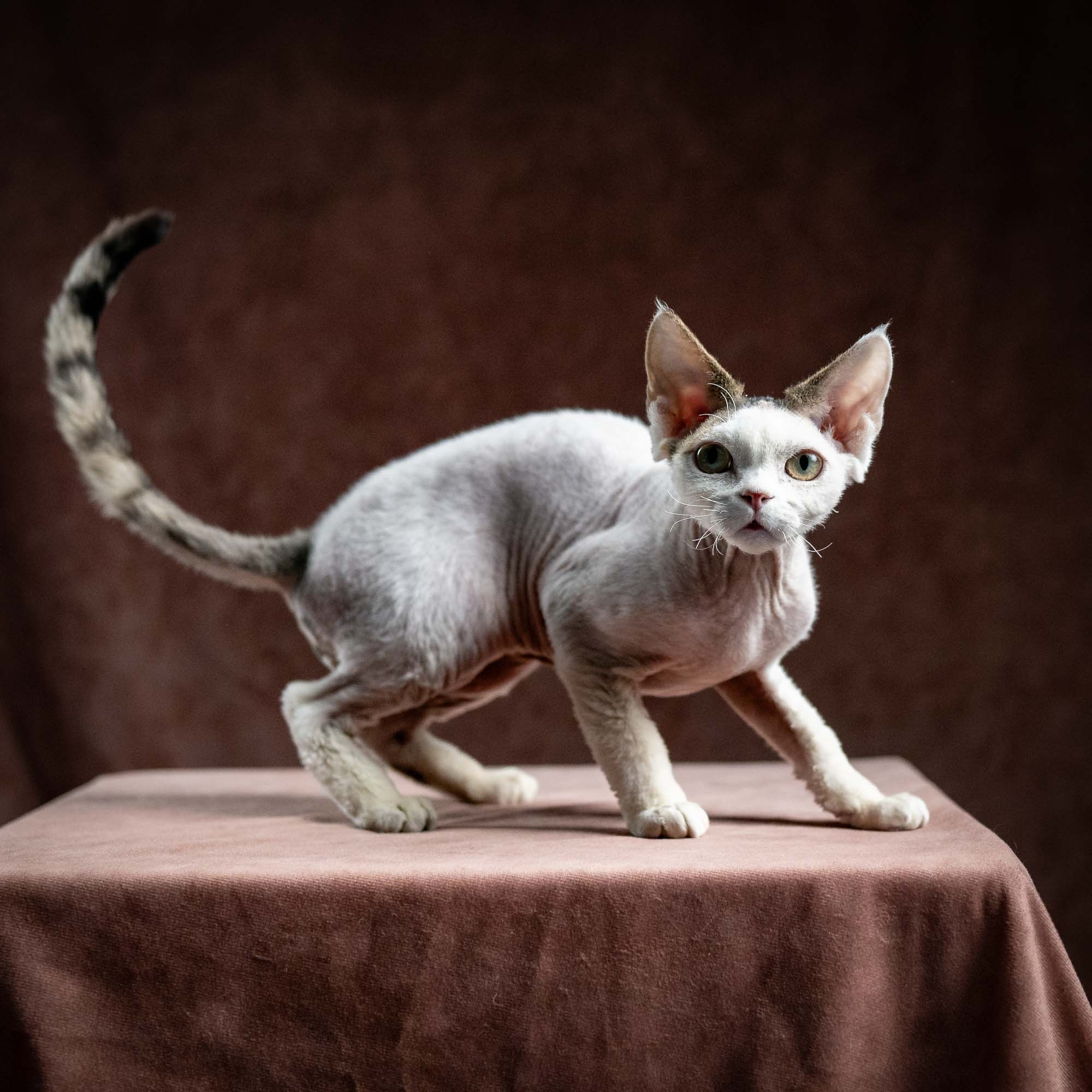 Oscar, boy, born 04.15.2025. Devon Rex Pixie Cattery