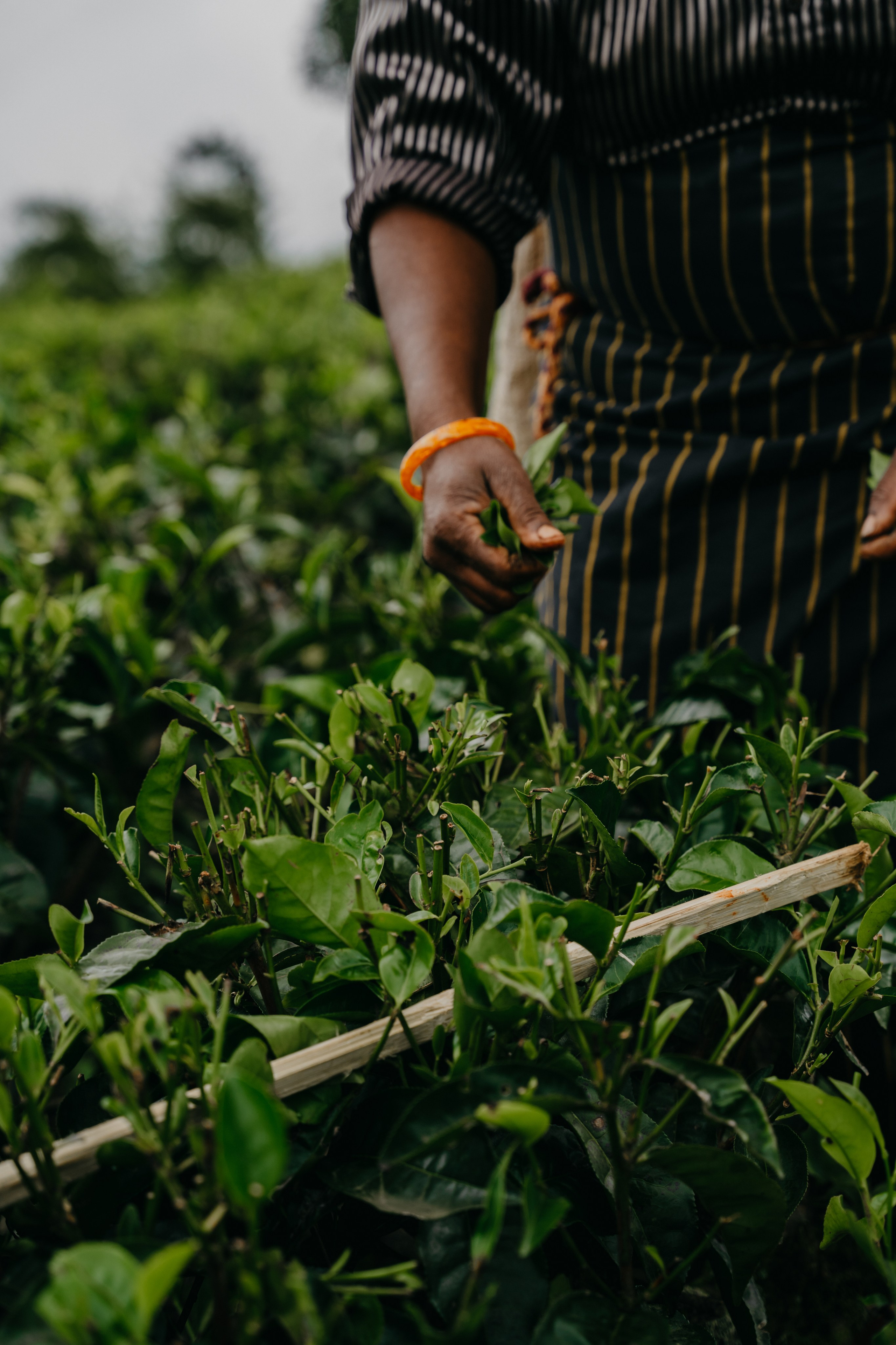 Relais & Châteaux, Tea Trails, Sri Lanka. Editorial photographer Yuliya Drazdovich