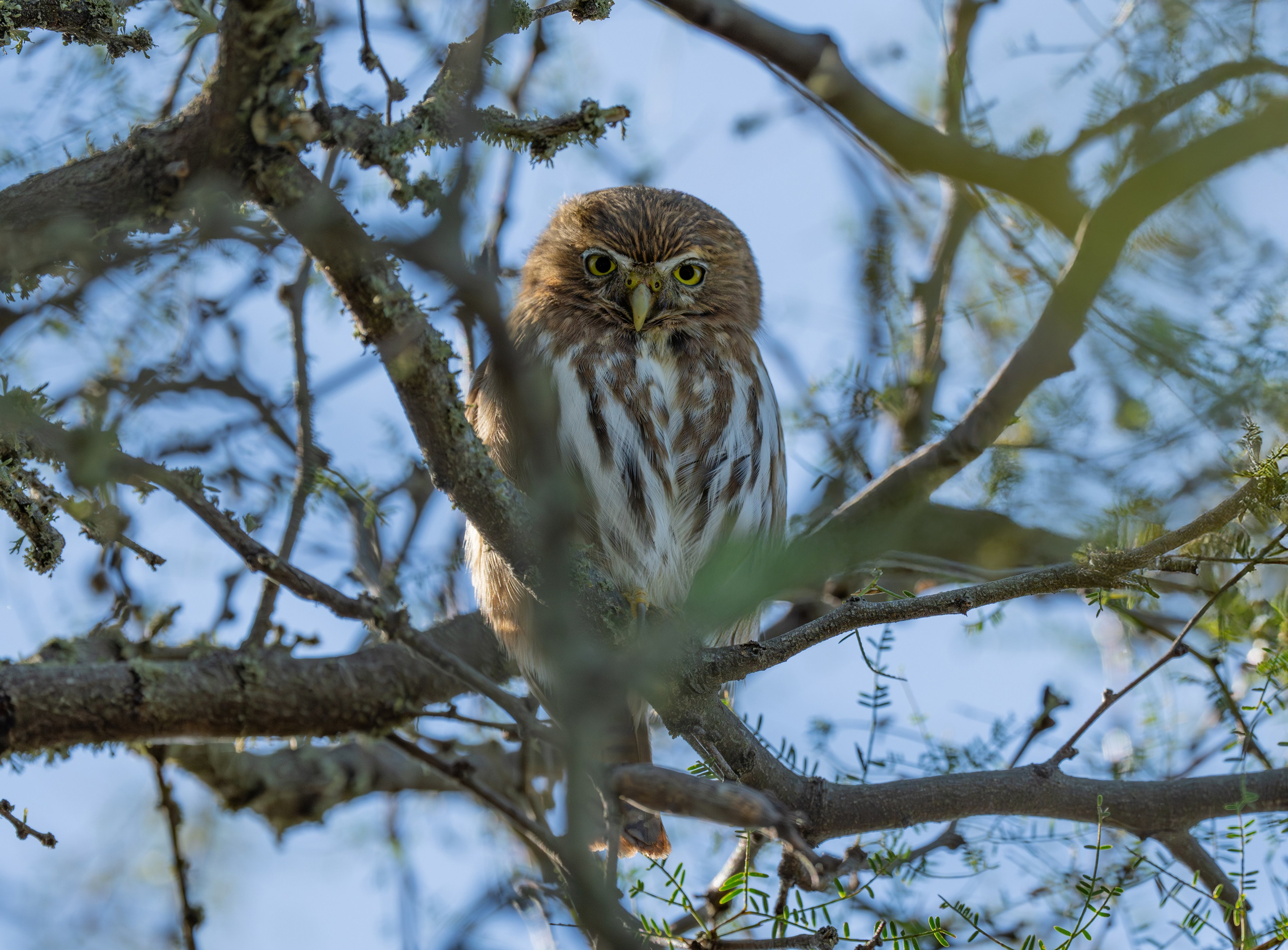 Buhos. Nature photographer Yuri Soria-Galvarro
