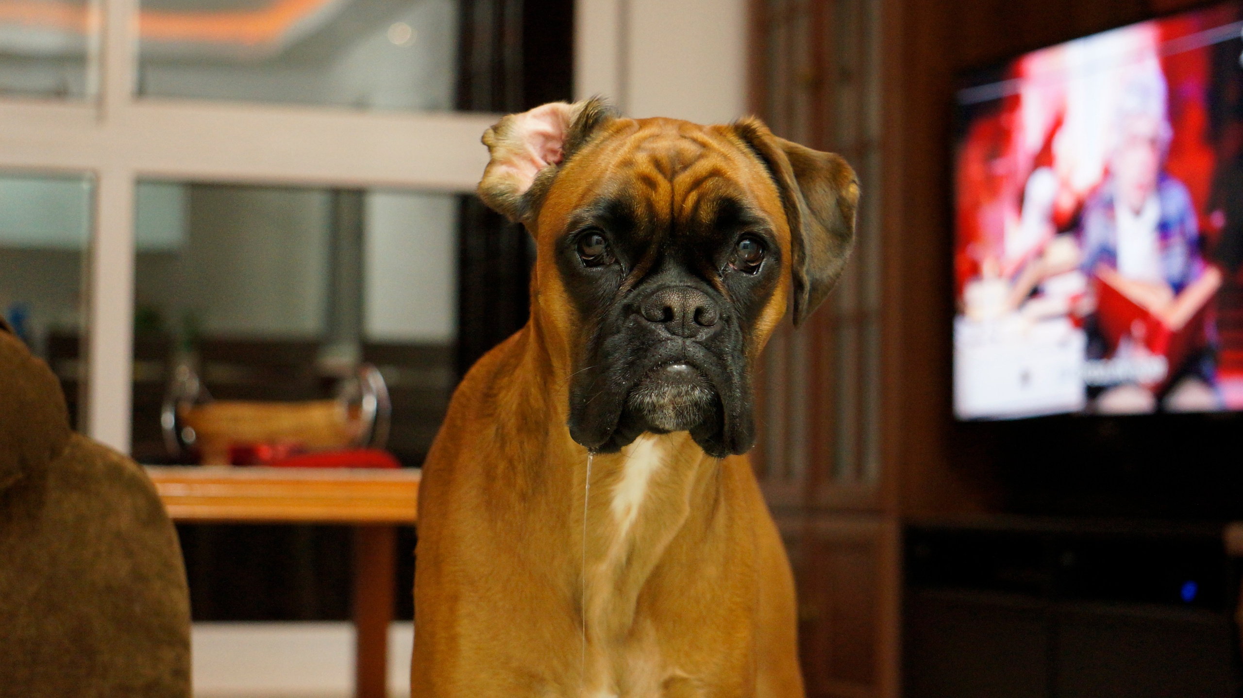 My ״Star״ Boxer Dog