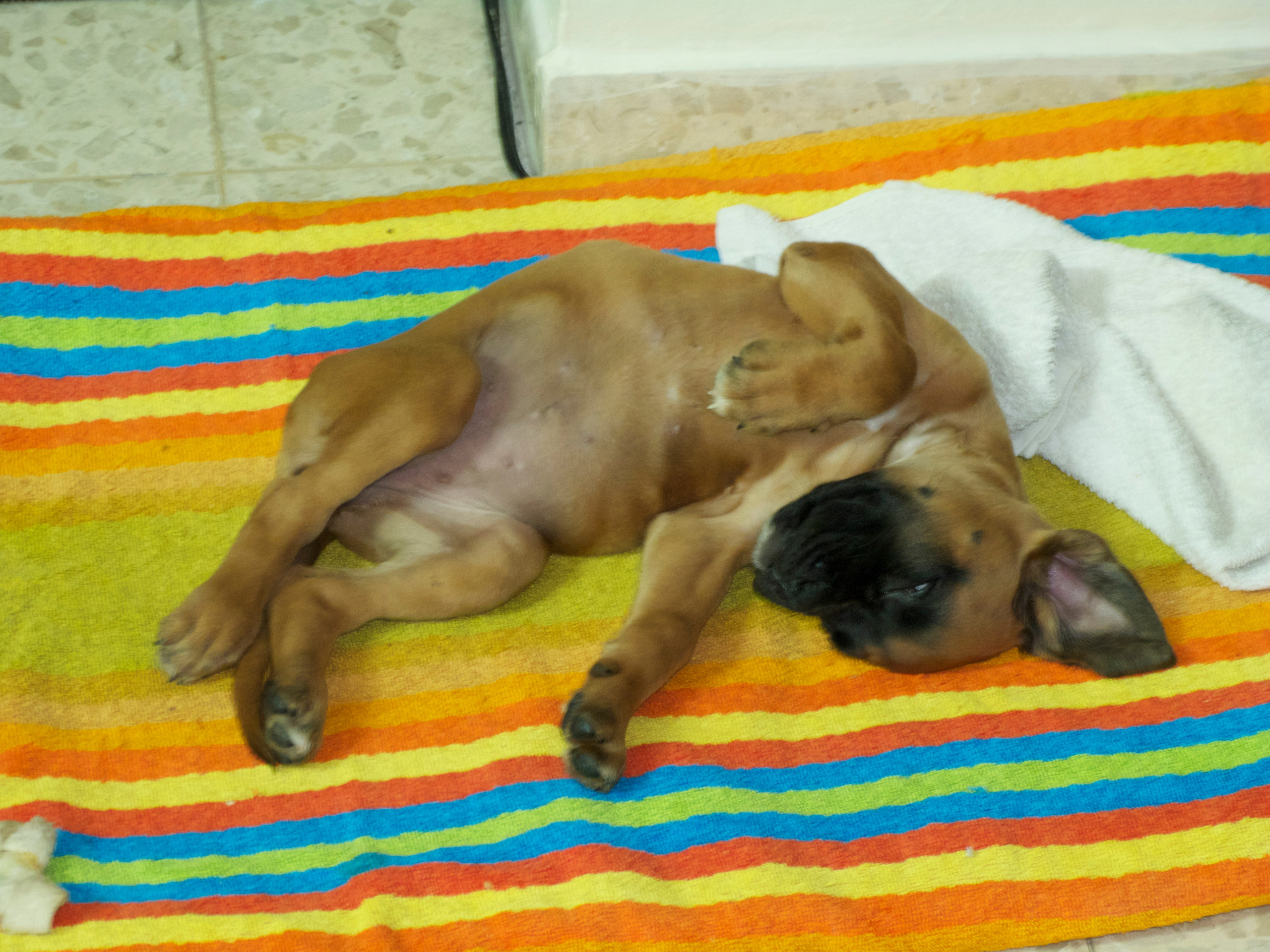 My ״Star״ Boxer Dog