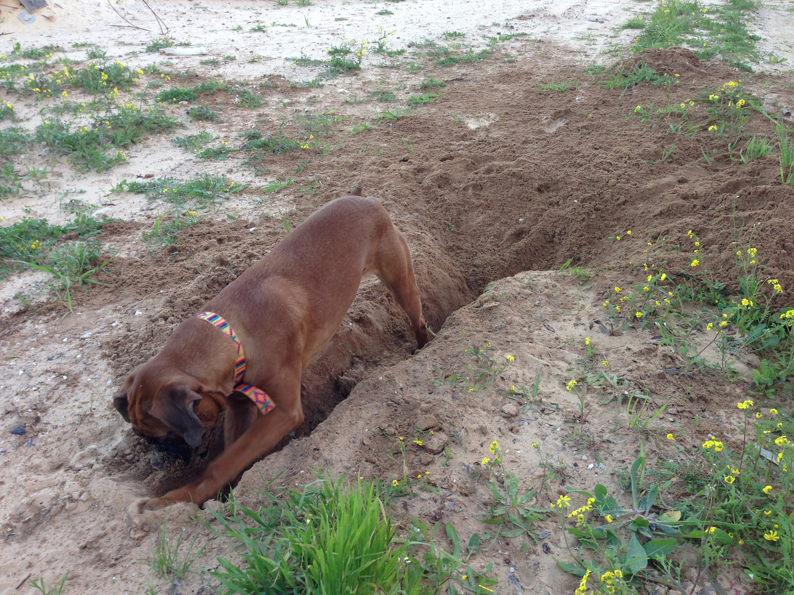 My ״Star״ Boxer Dog