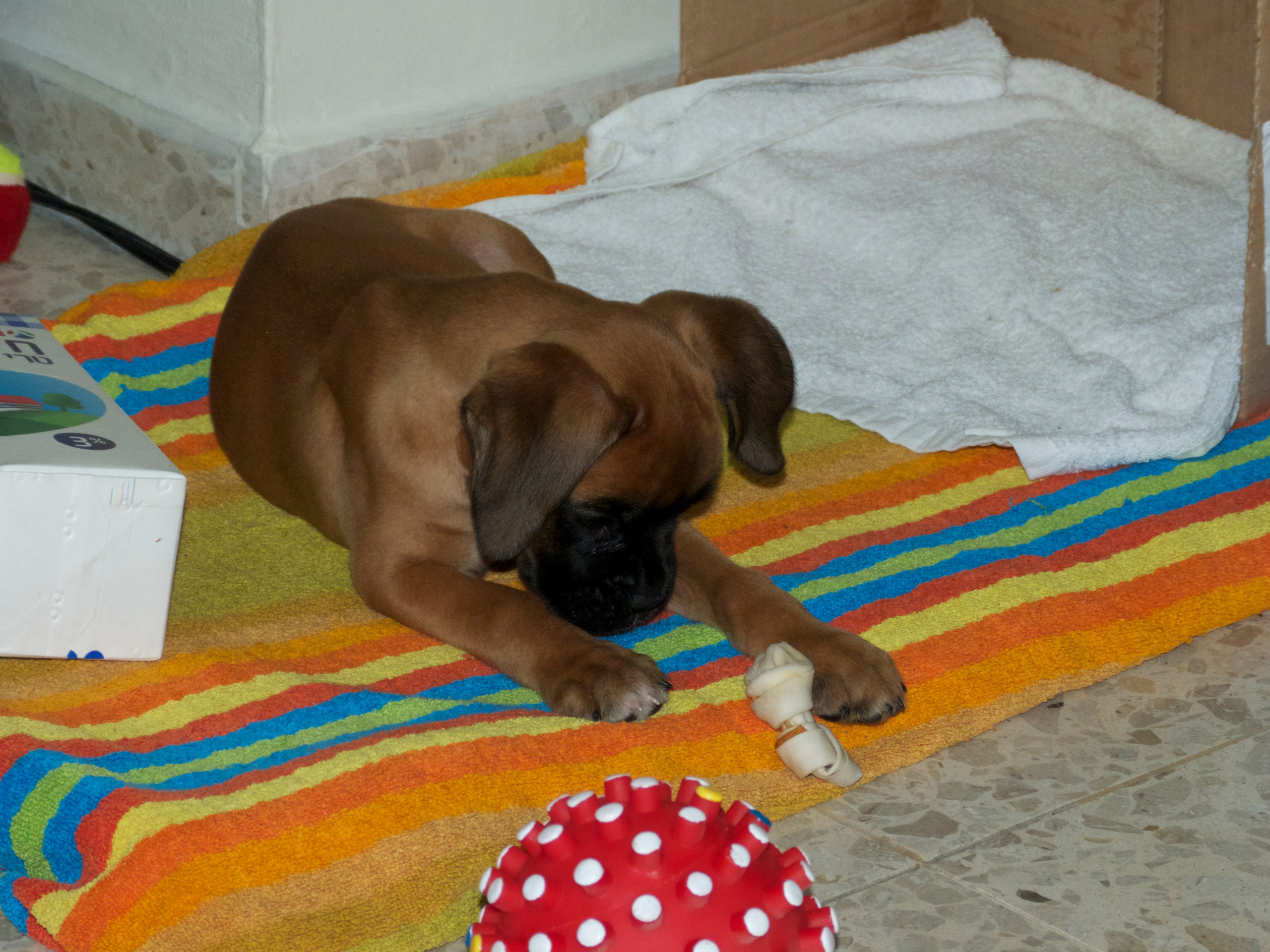 My ״Star״ Boxer Dog