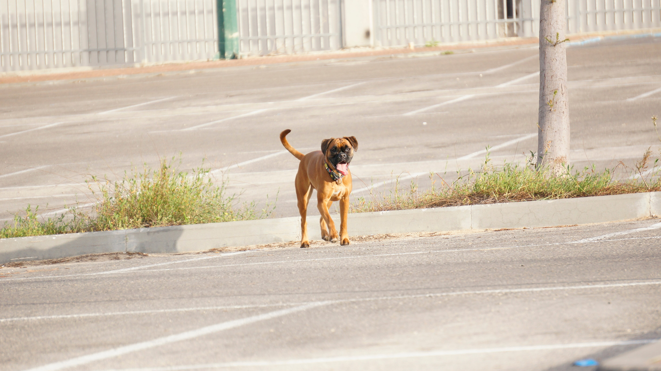 My ״Star״ Boxer Dog