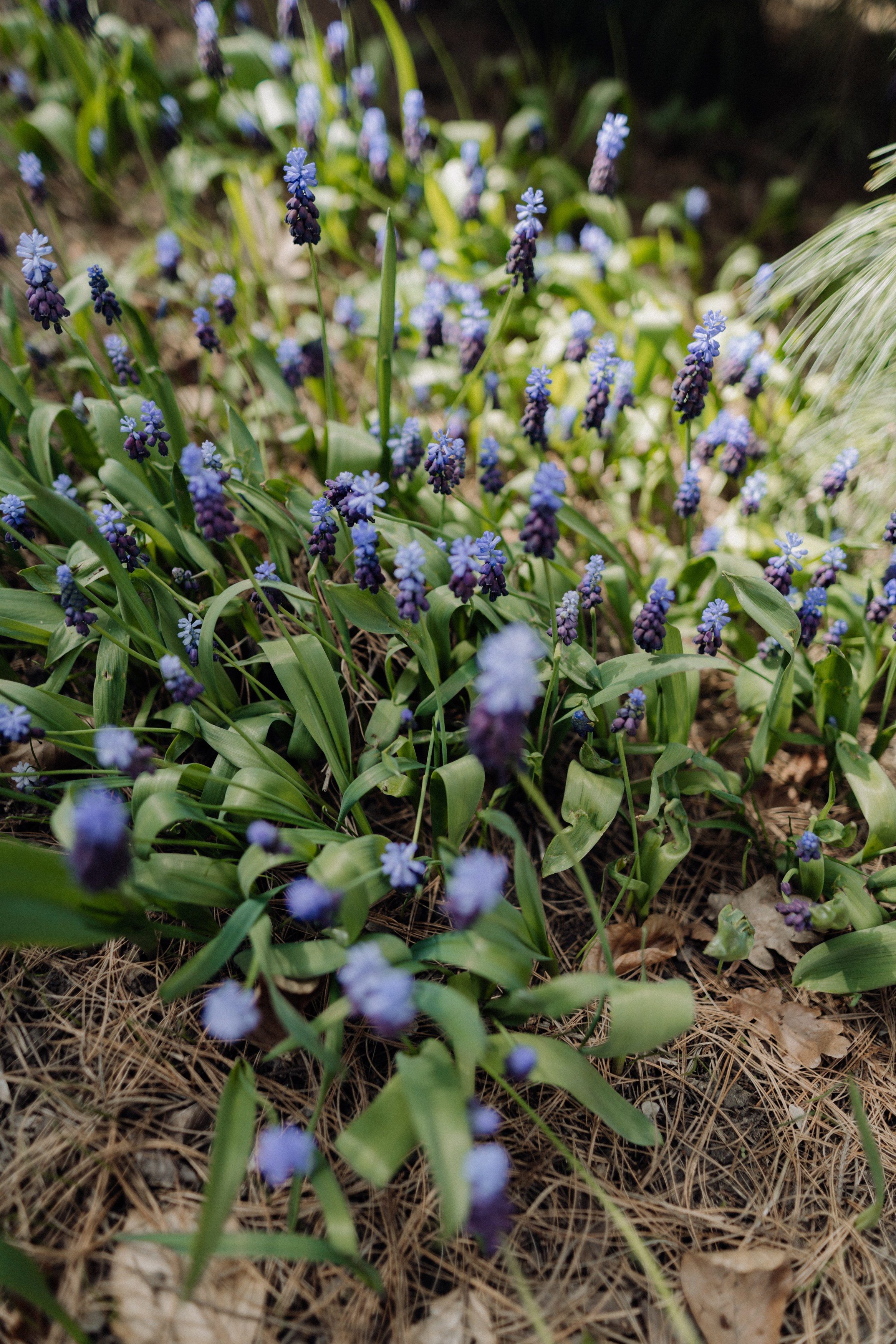 Nature. Фотограф в Праге Анна Лебедева