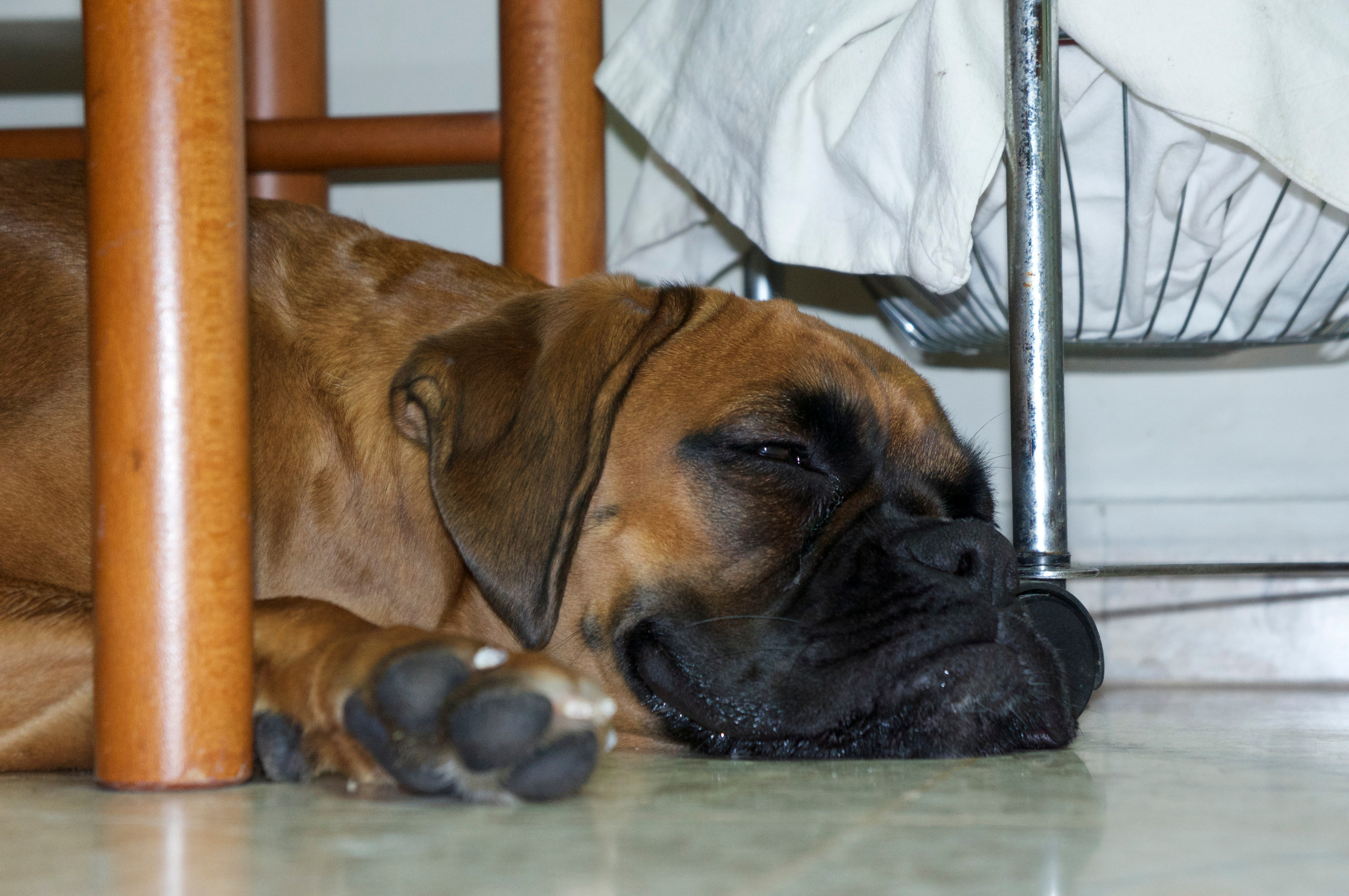 My ״Star״ Boxer Dog