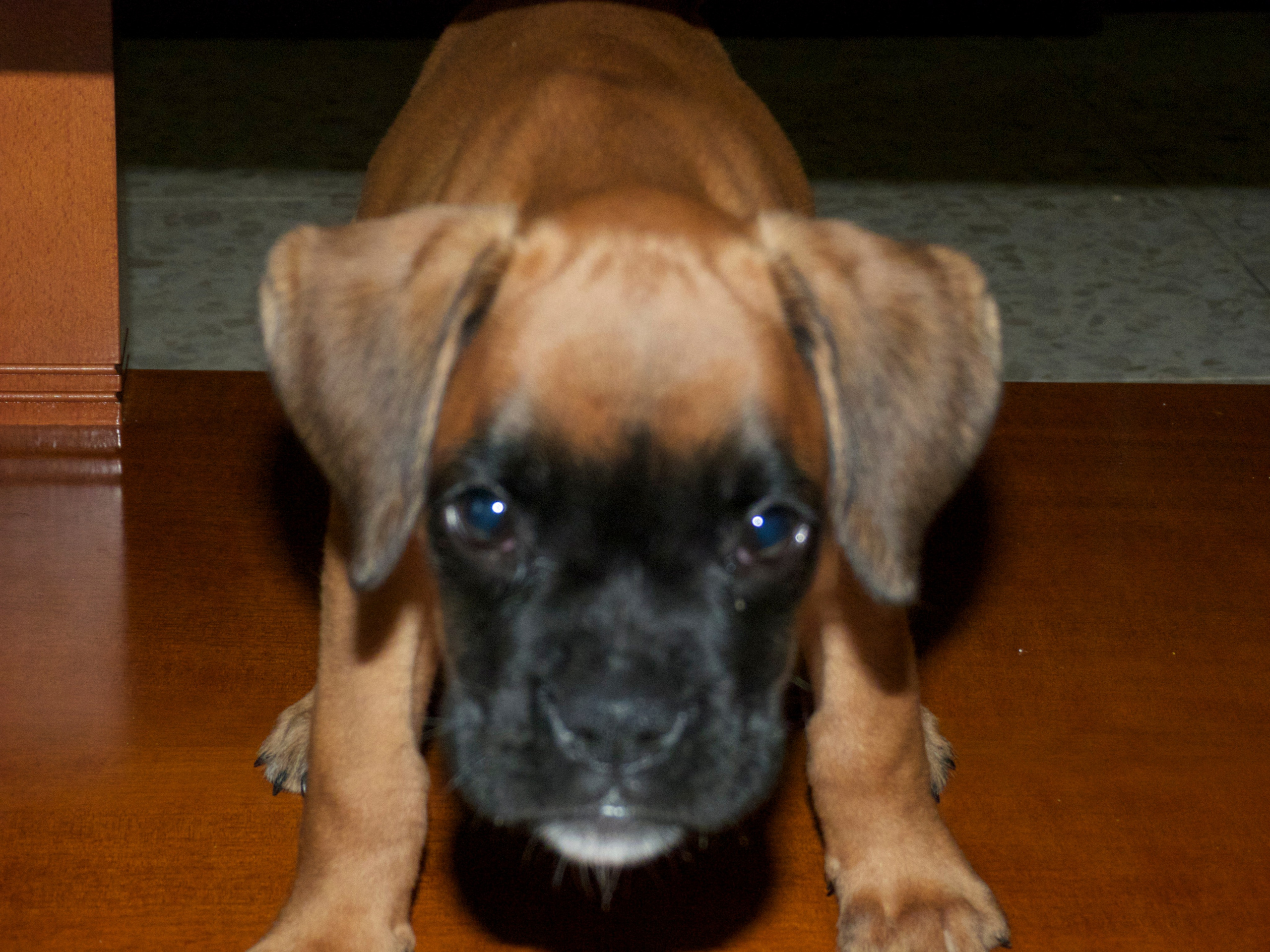 My ״Star״ Boxer Dog