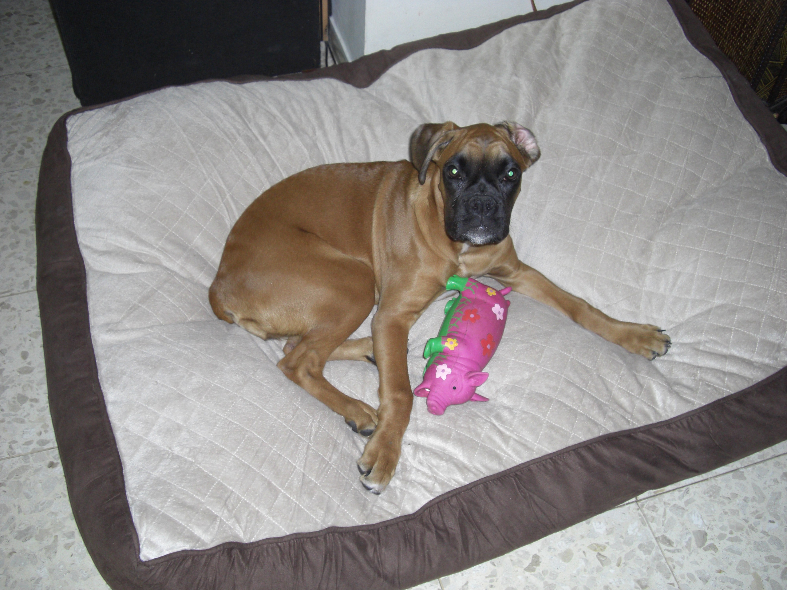 My ״Star״ Boxer Dog