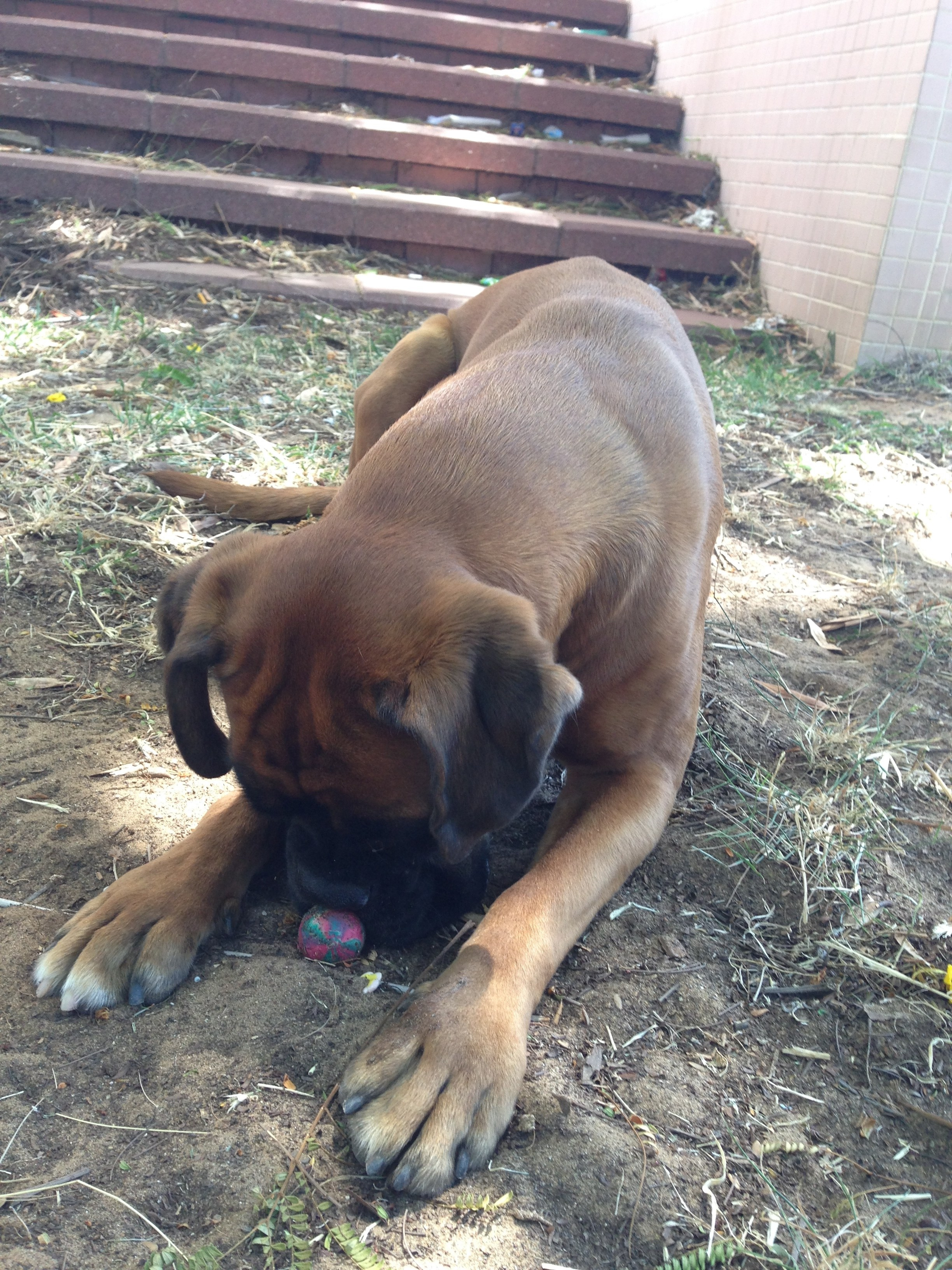 My ״Star״ Boxer Dog