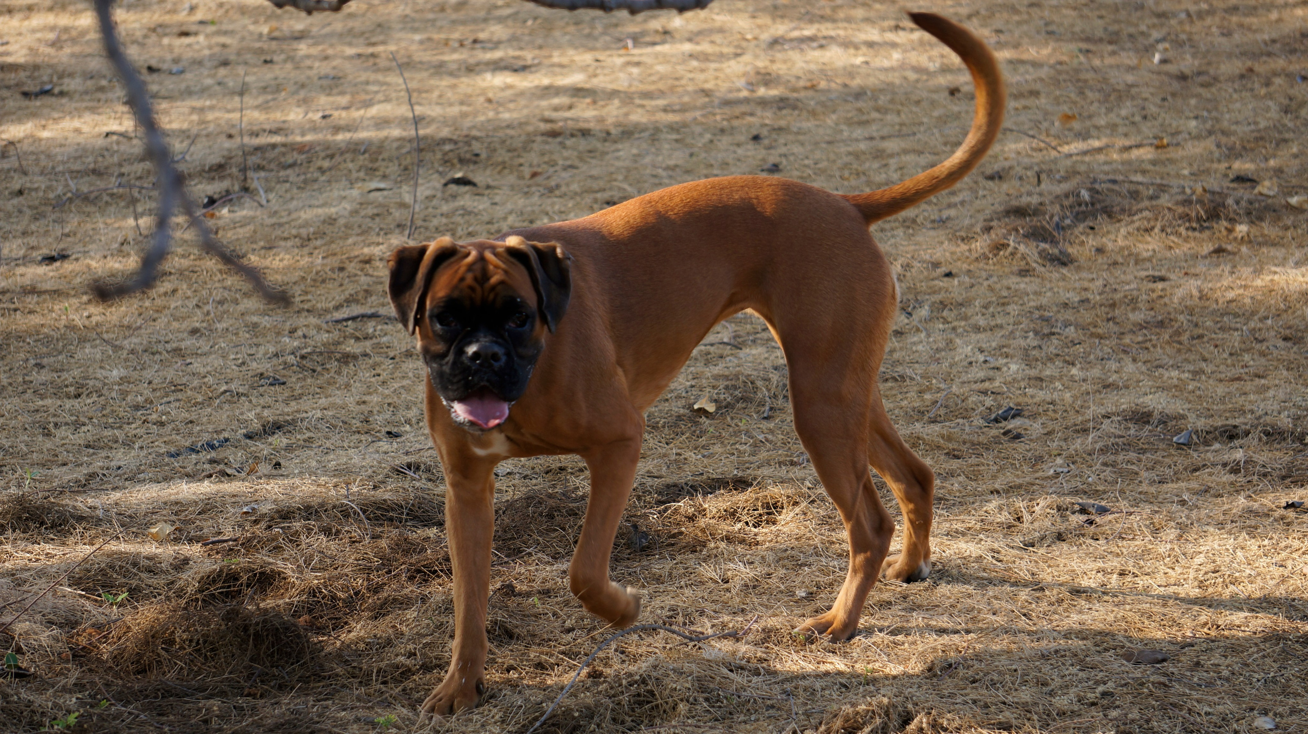 My ״Star״ Boxer Dog