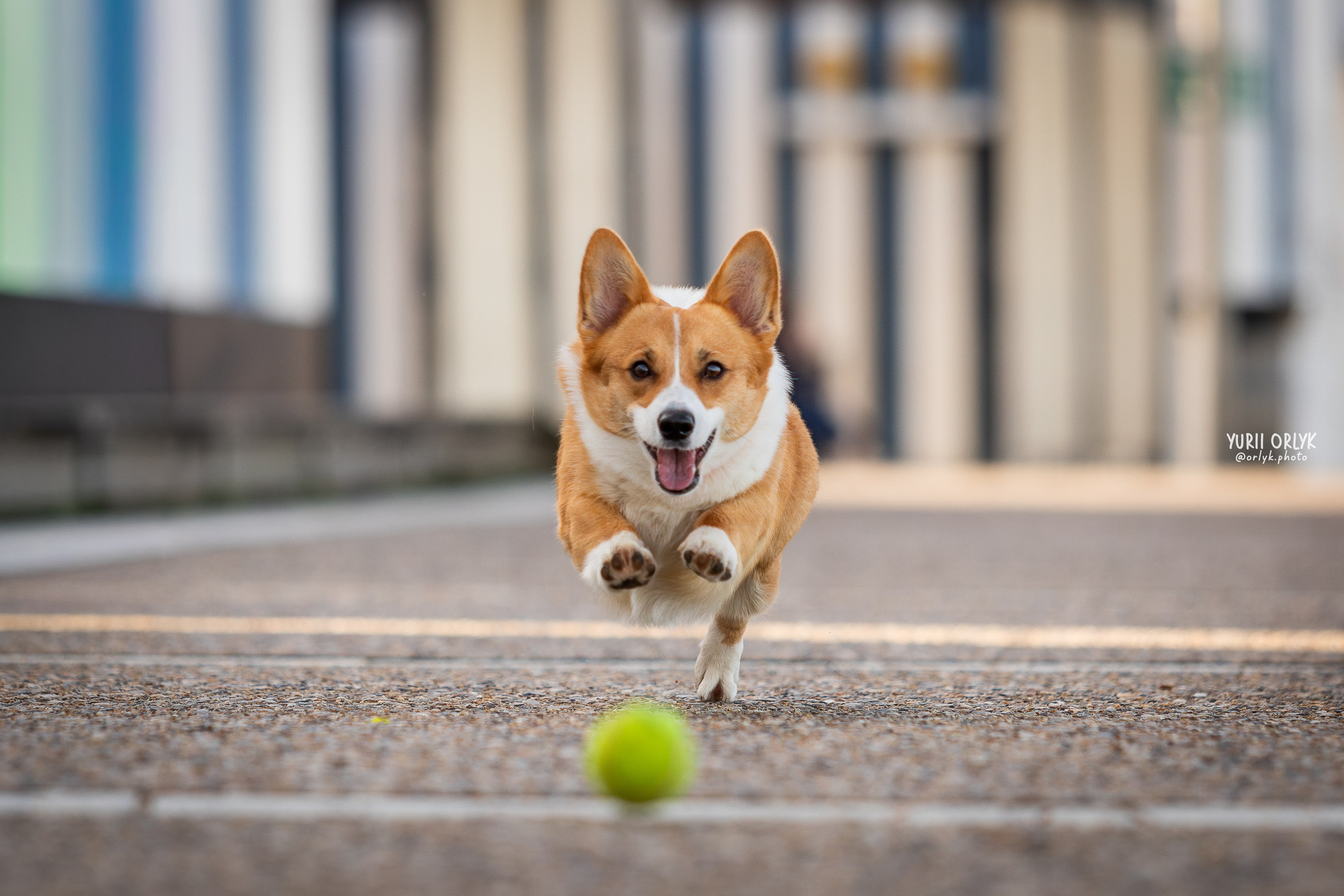 Plener. Yurii Orlyk Photography