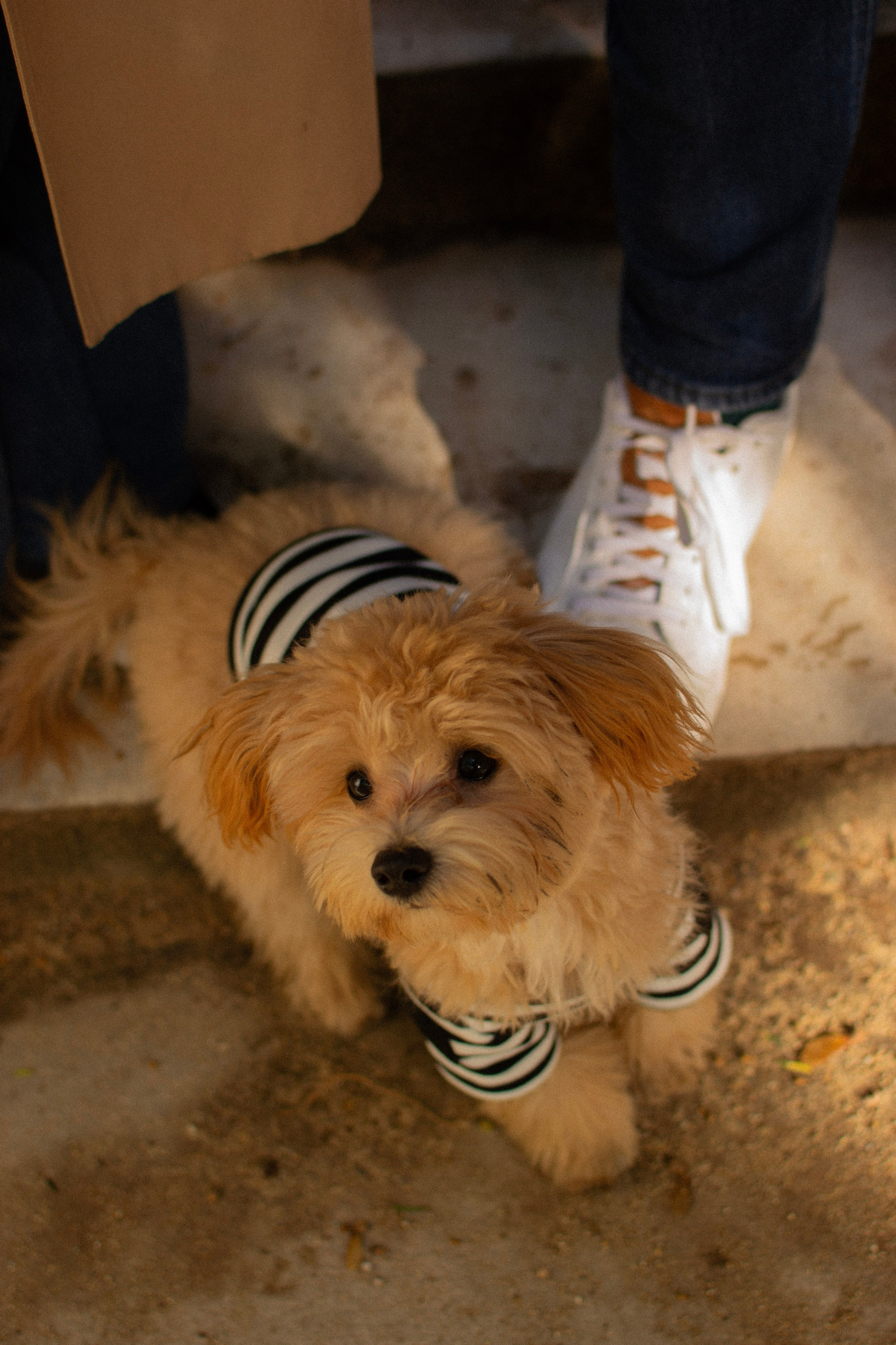 Barney, Nastya et Kolya. Photographe animalier à Paris Anna Pereira