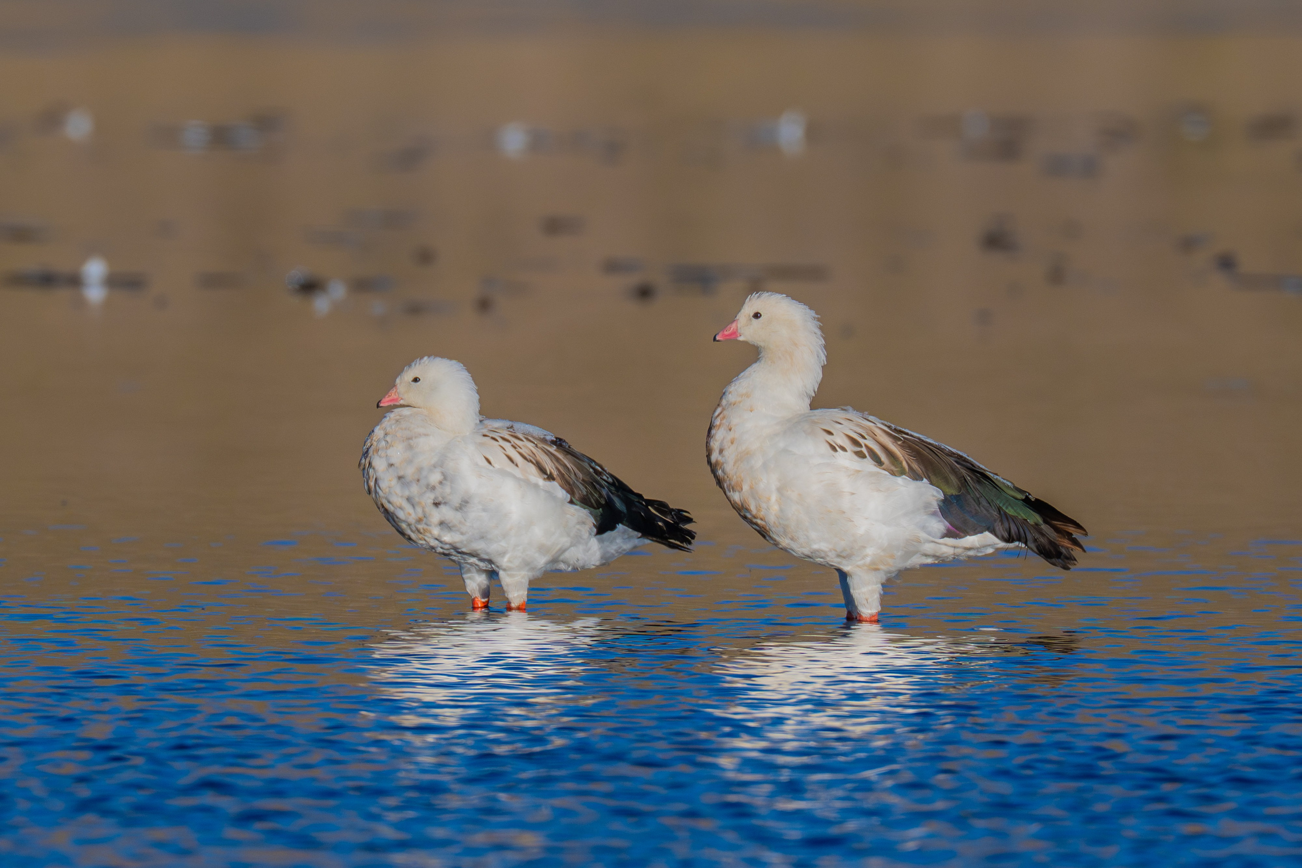 Ganzos. Nature photographer Yuri Soria-Galvarro