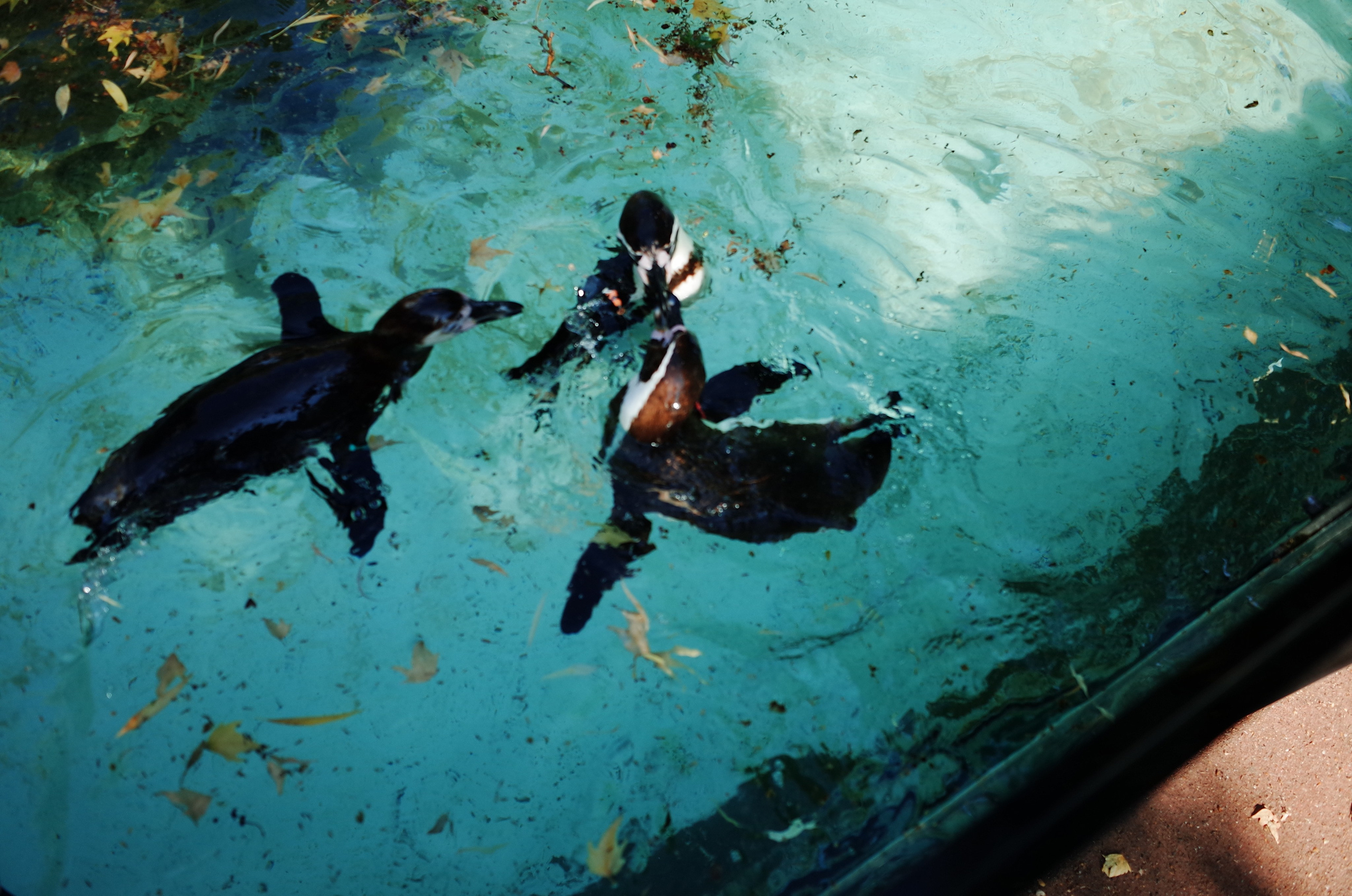 Little penguins. London zoo. Victoria Dini Photography