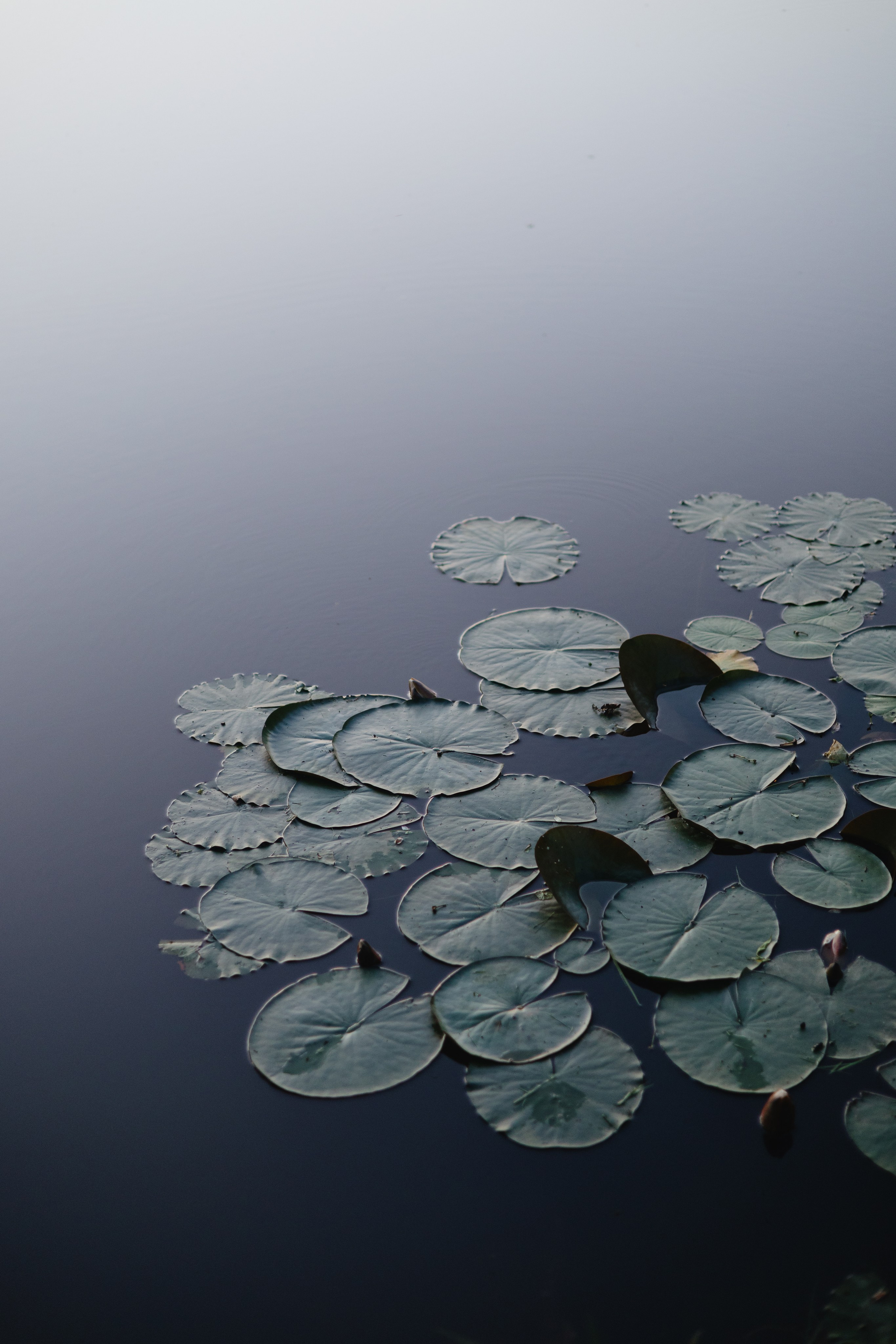 Vasara sode. Портретный фотограф Александра Самозванова