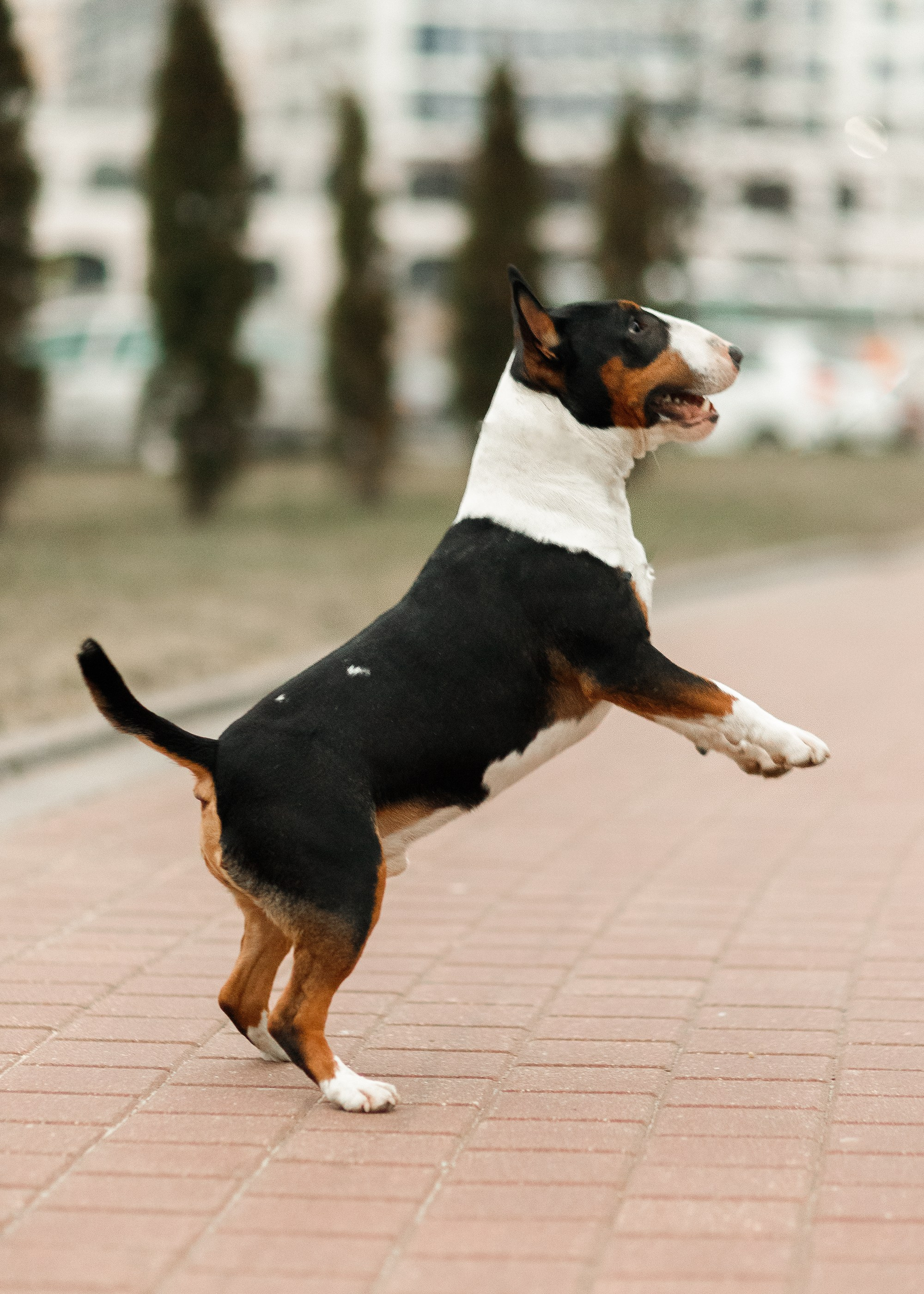 Autumn photo day for dog handler. Kaja | fotograf we Wrocławiu | ludzie i psy