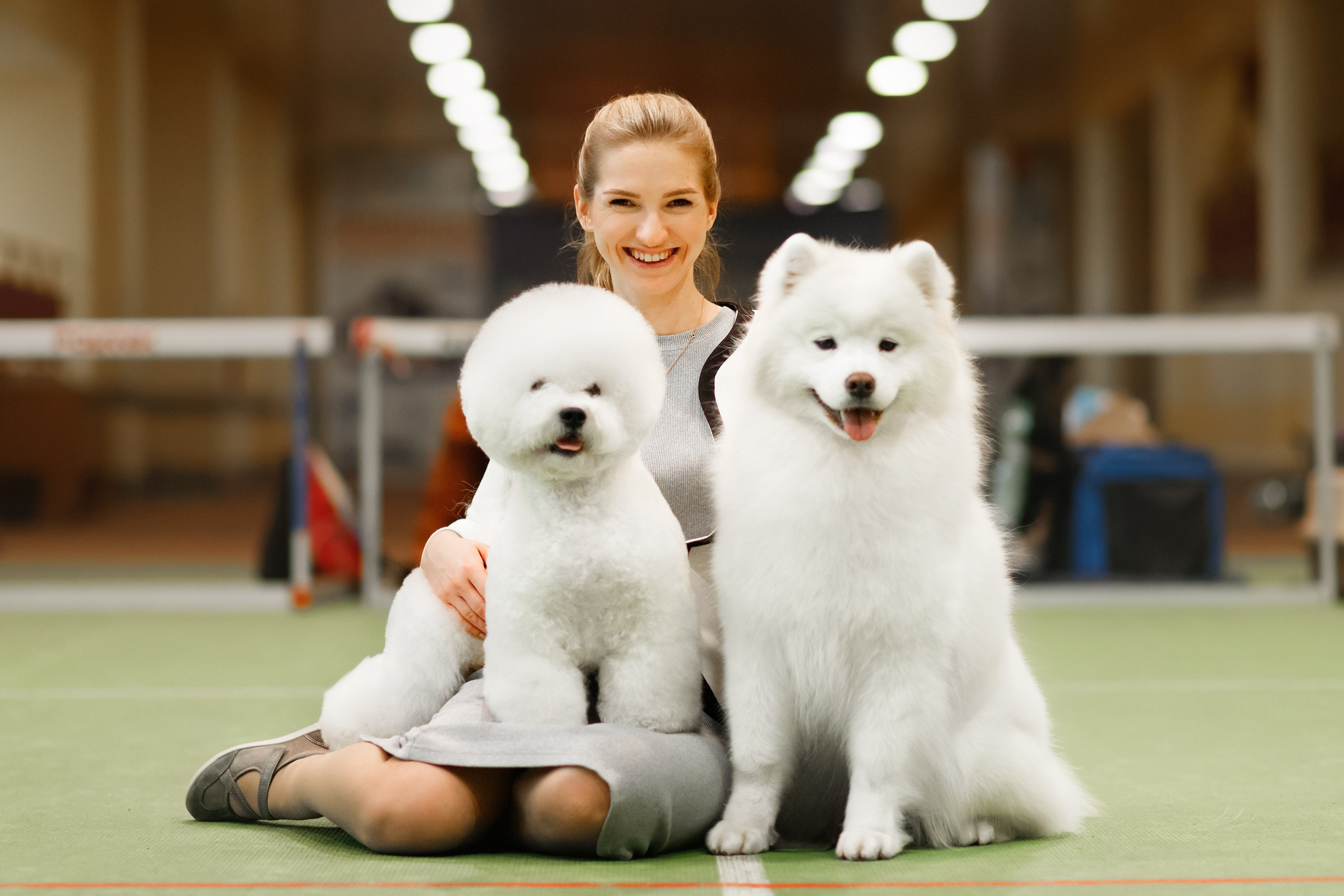 Dog shows | the best ones. Kaja | fotograf psów we Wrocławiu
