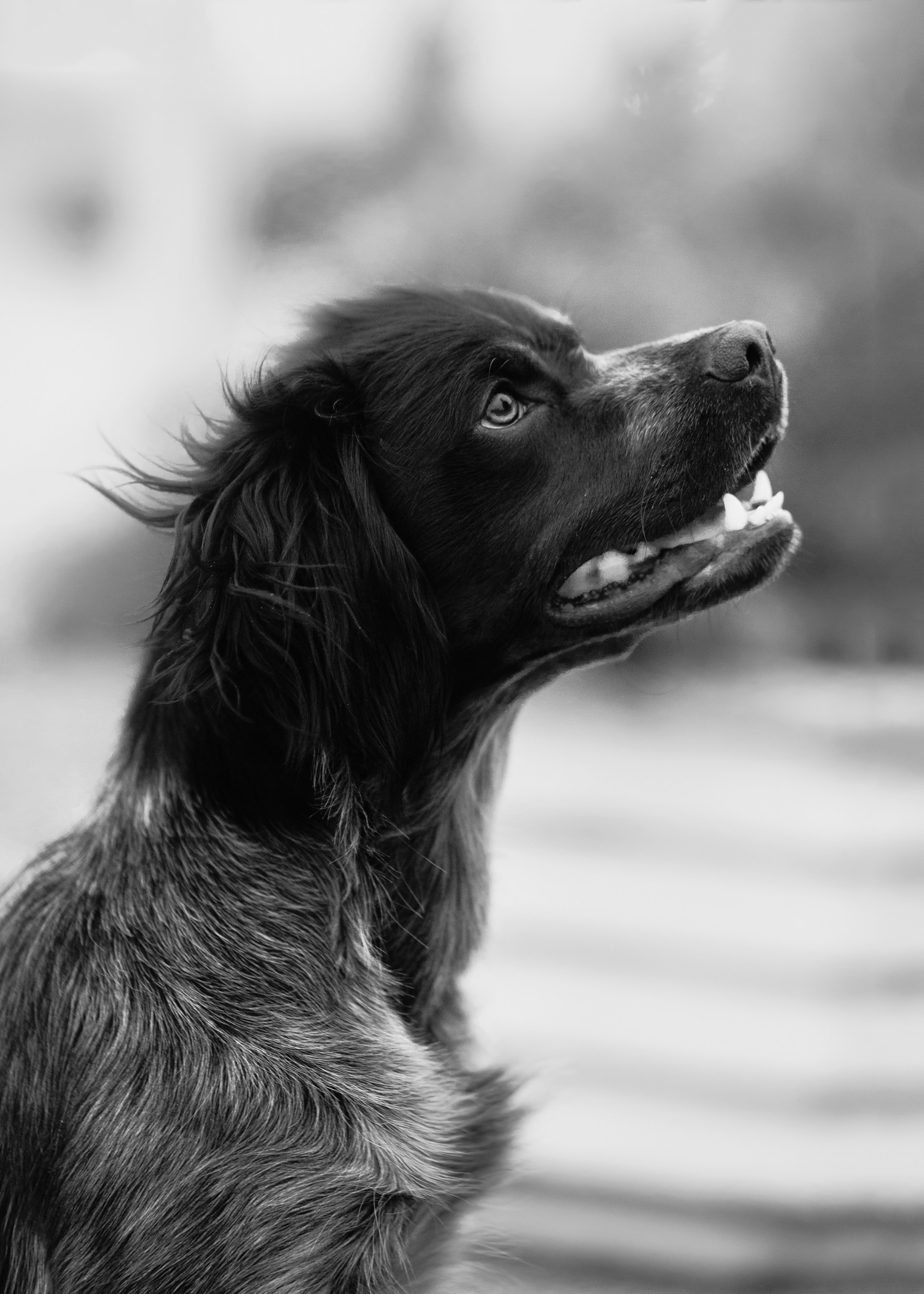 Autumn photo day for dog handler. Kaja | fotograf we Wrocławiu | ludzie i psy