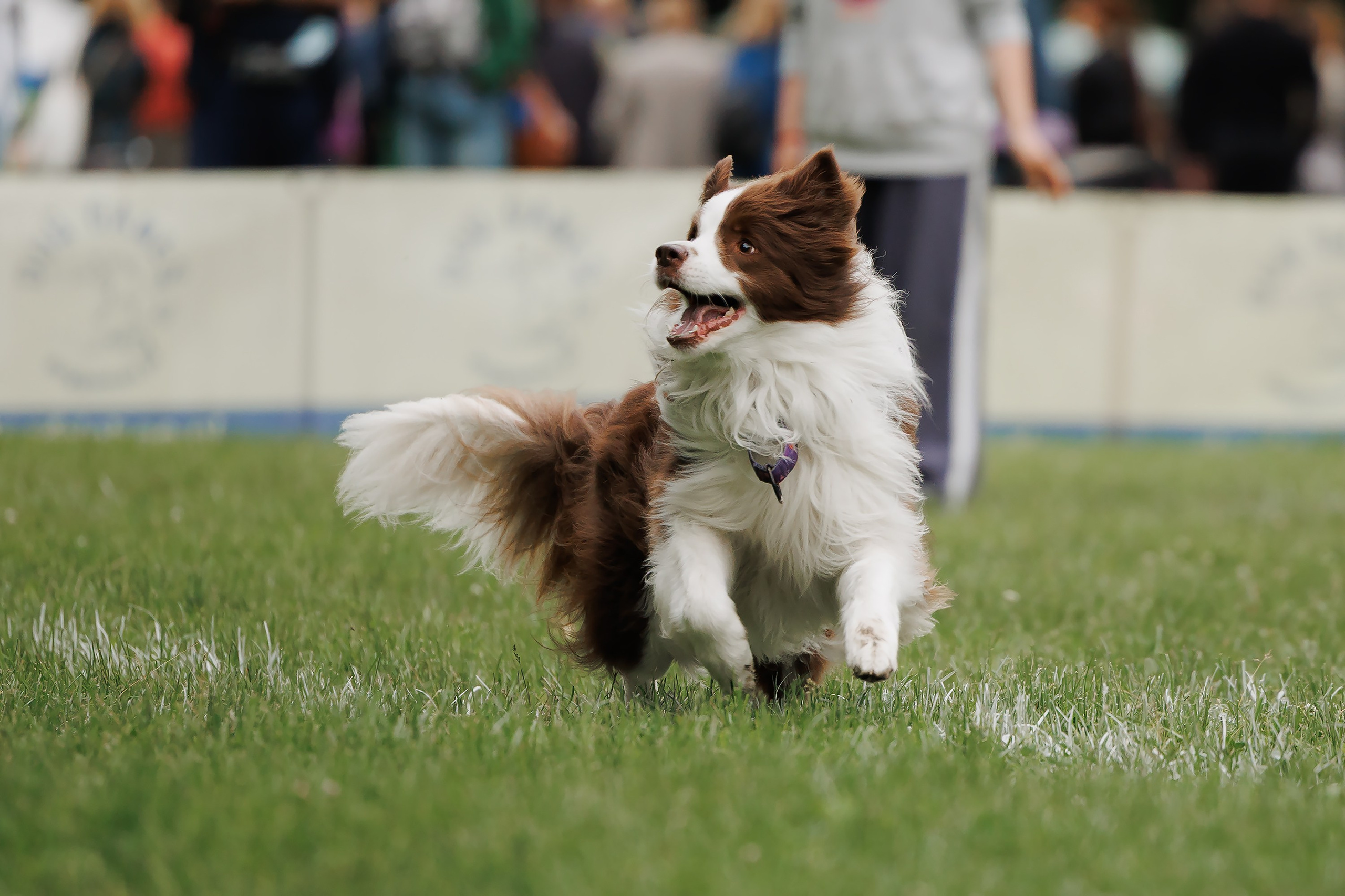 Latające psy, Wrocław'25. Kaja | fotograf psów we Wrocławiu